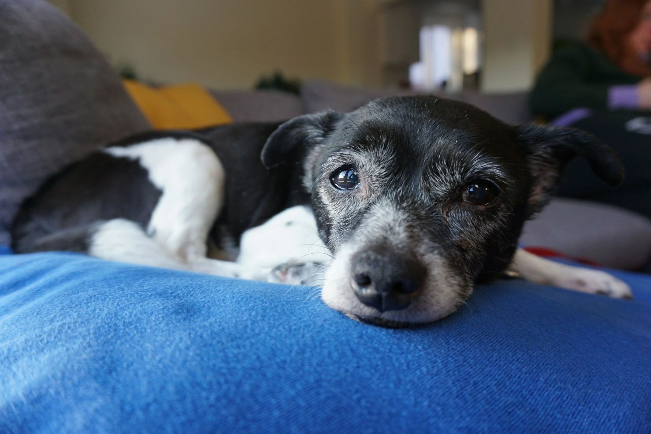 Close-up of a black and white dog lying on a blue blanket, resting its head and looking into the camera with an indoor background.