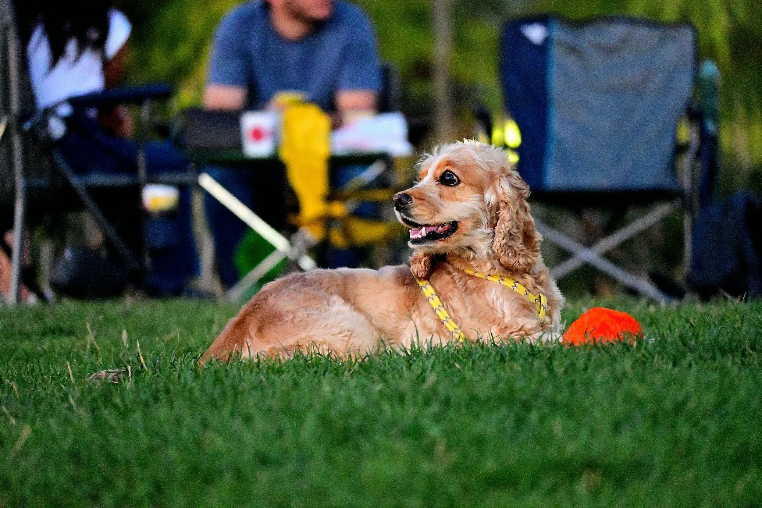 A dog with curly fur lying on a grassy lawn, wearing a yellow harness, with a blue and orange ball nearby. In the background, two people are sitting on camping chairs, one man in a gray T-shirt and a woman with long dark hair, and a table with drinks and snacks, all outdoors in a wooded area.