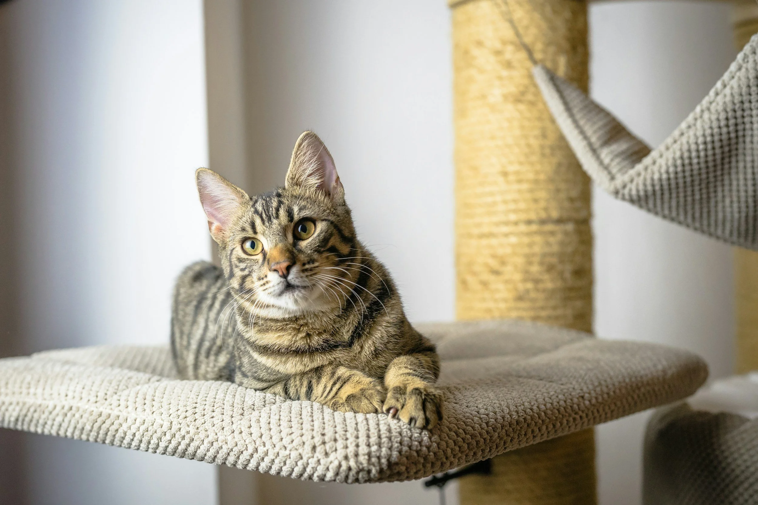 A tabby cat with yellow eyes lying on a beige carpeted cat tree platform.