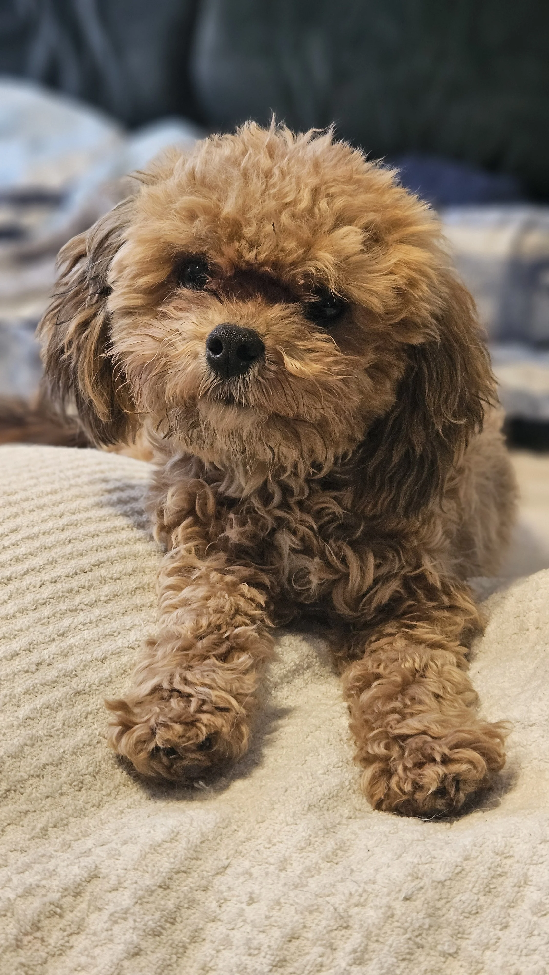 A small, curly-haired brown puppy sitting on a beige textured blanket with a soft, dark background.