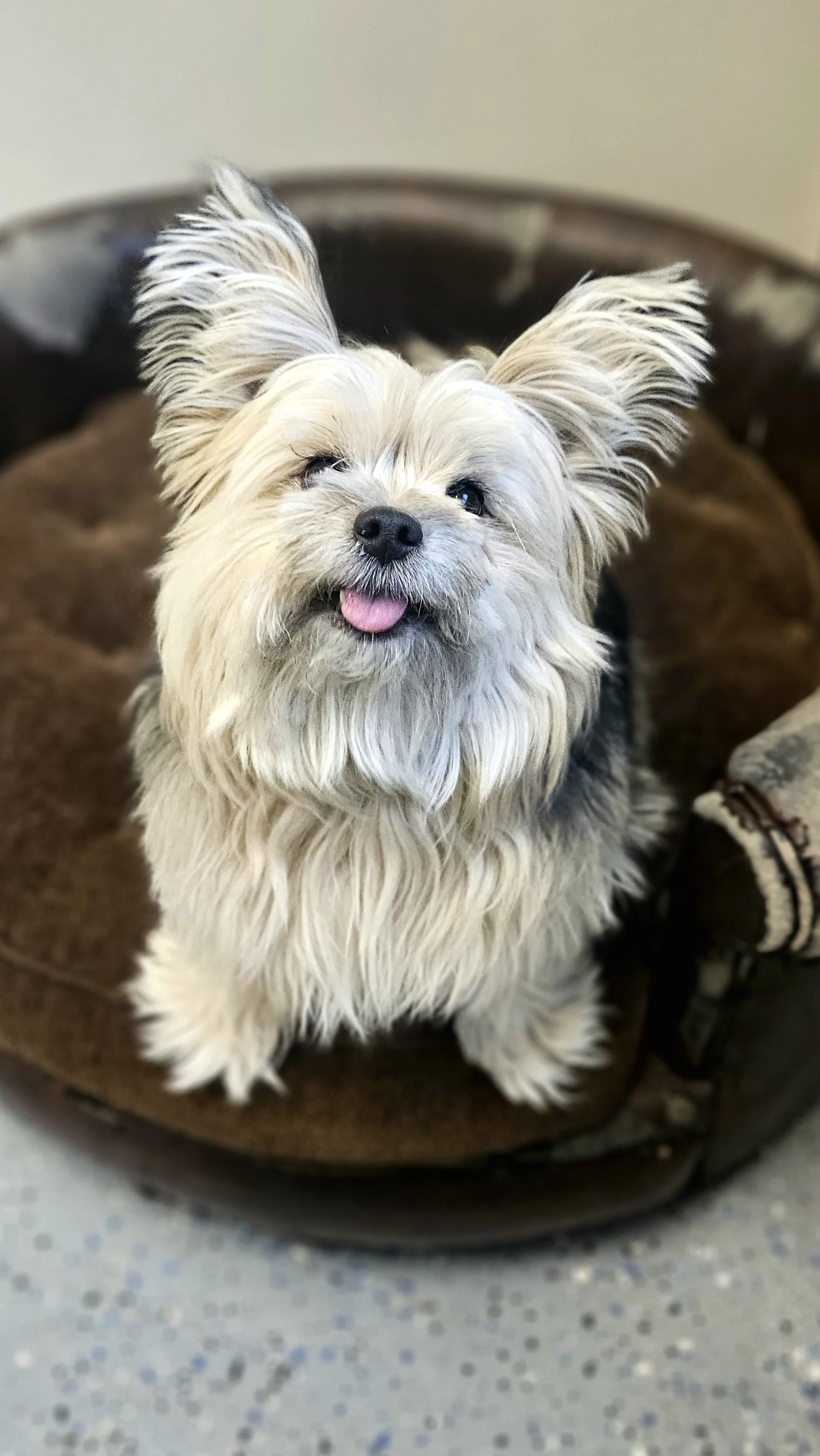 A small, fluffy dog with light-colored fur, upturned ears, and a pink tongue sticking out, sitting in a brown pet bed.