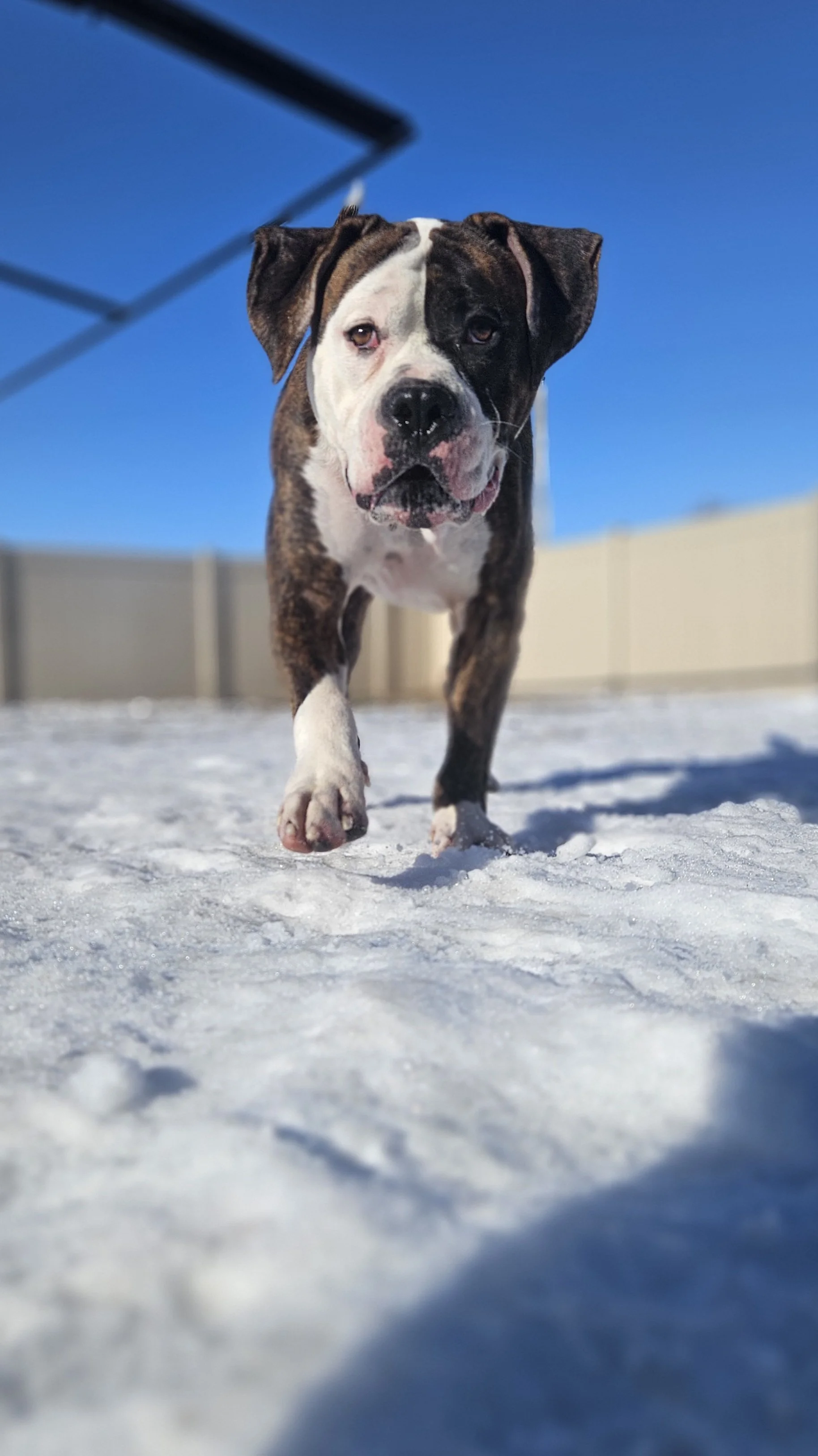 A brindle and white dog walking on snow with a blue sky background.