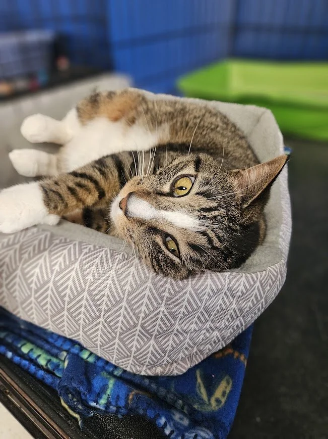 Close-up of a tabby cat lying comfortably in a round, gray-patterned bed.