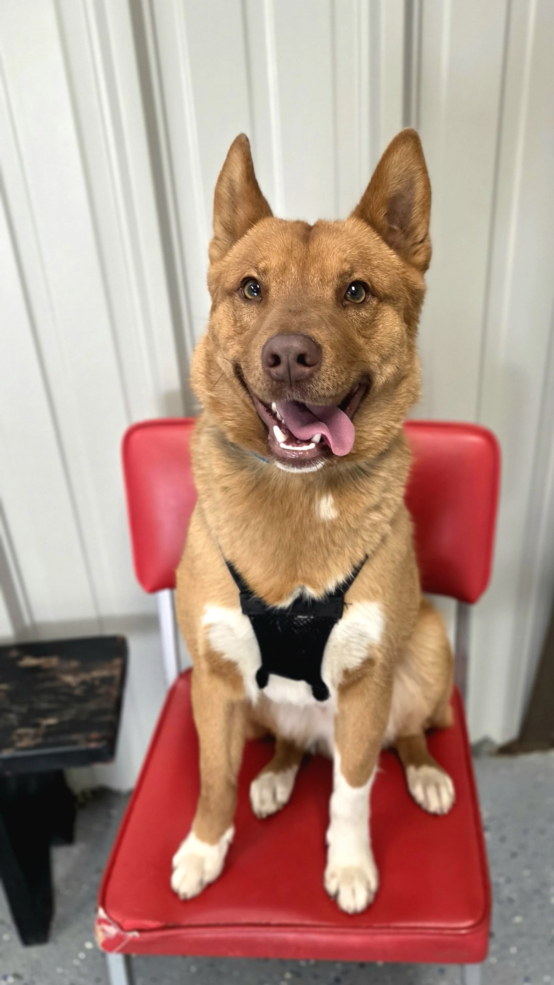 A brown and white dog sitting on a red chair with a harness, in a room with gray walls.