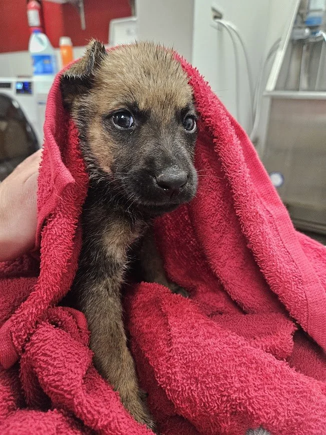 A small, young puppy wrapped in a red towel being cared for.