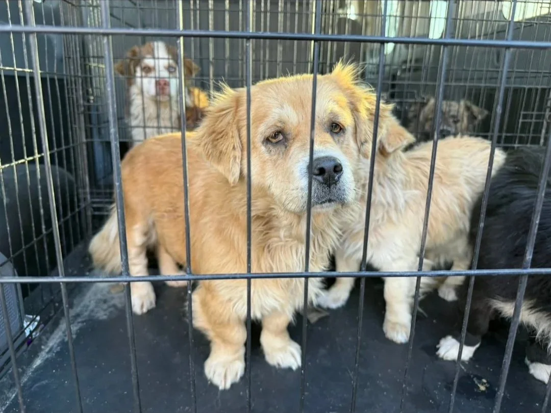 Three puppies inside a metal cage, with one puppy in the foreground looking at the camera and two puppies in the background.
