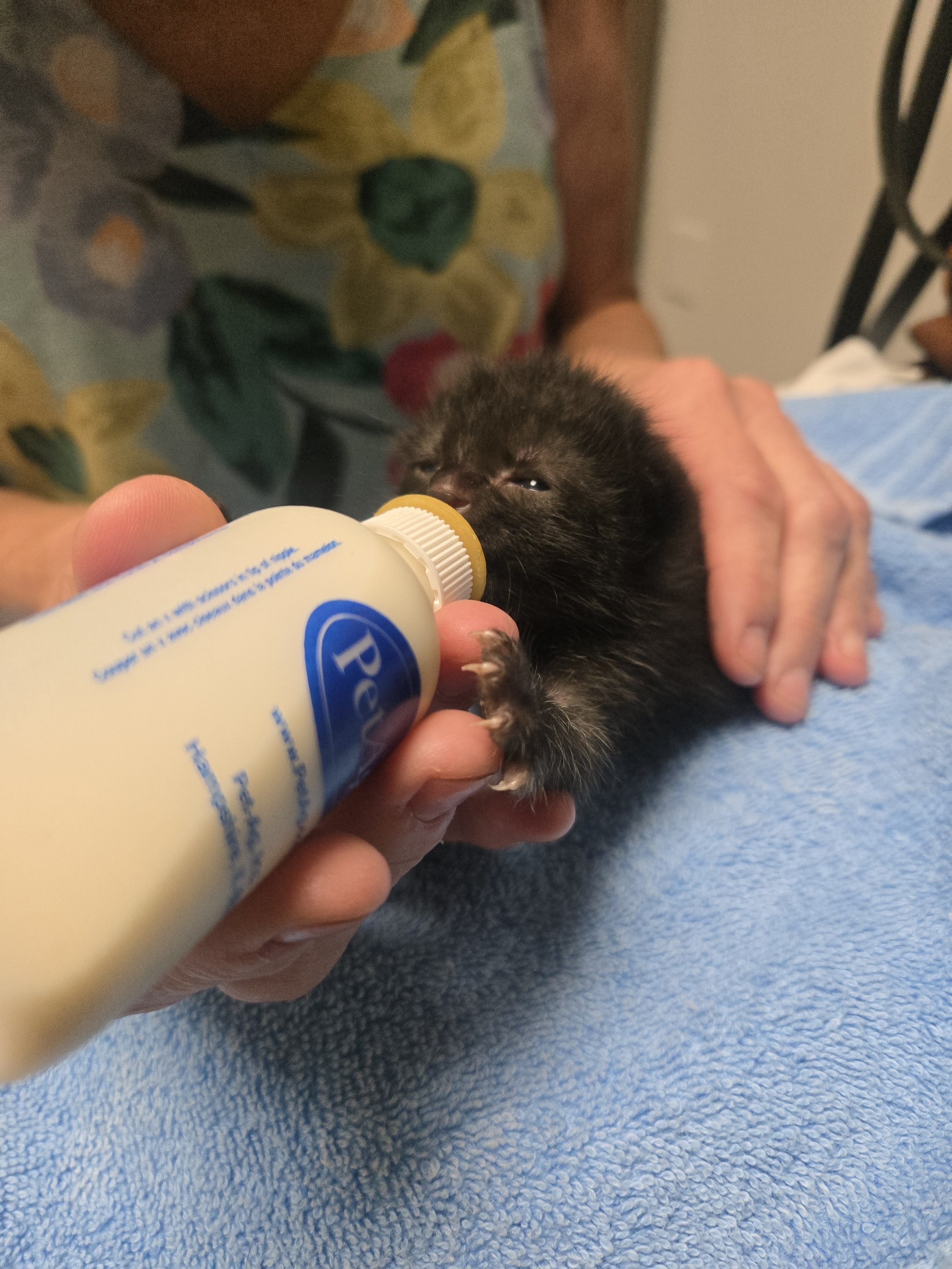 A tiny black kitten being fed with a bottle by a person. The kitten is lying on a blue towel, and the person is wearing a floral patterned shirt.