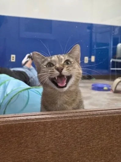 A cat with light brown fur and darker stripes, mid-meow or yawn, with mouth open and eyes wide, inside a room with blue walls.