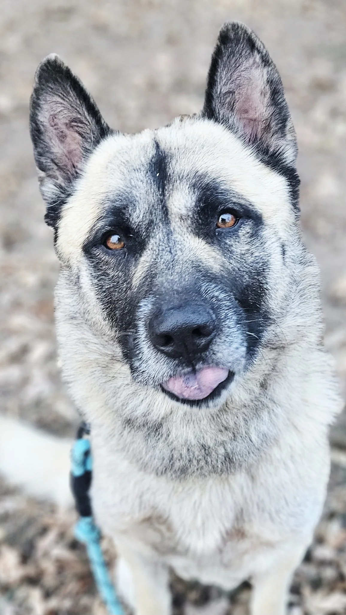 Close-up of a Siberian Husky dog with a light-colored coat, black markings, brown eyes, and its tongue slightly sticking out, outdoors on a blurry background.