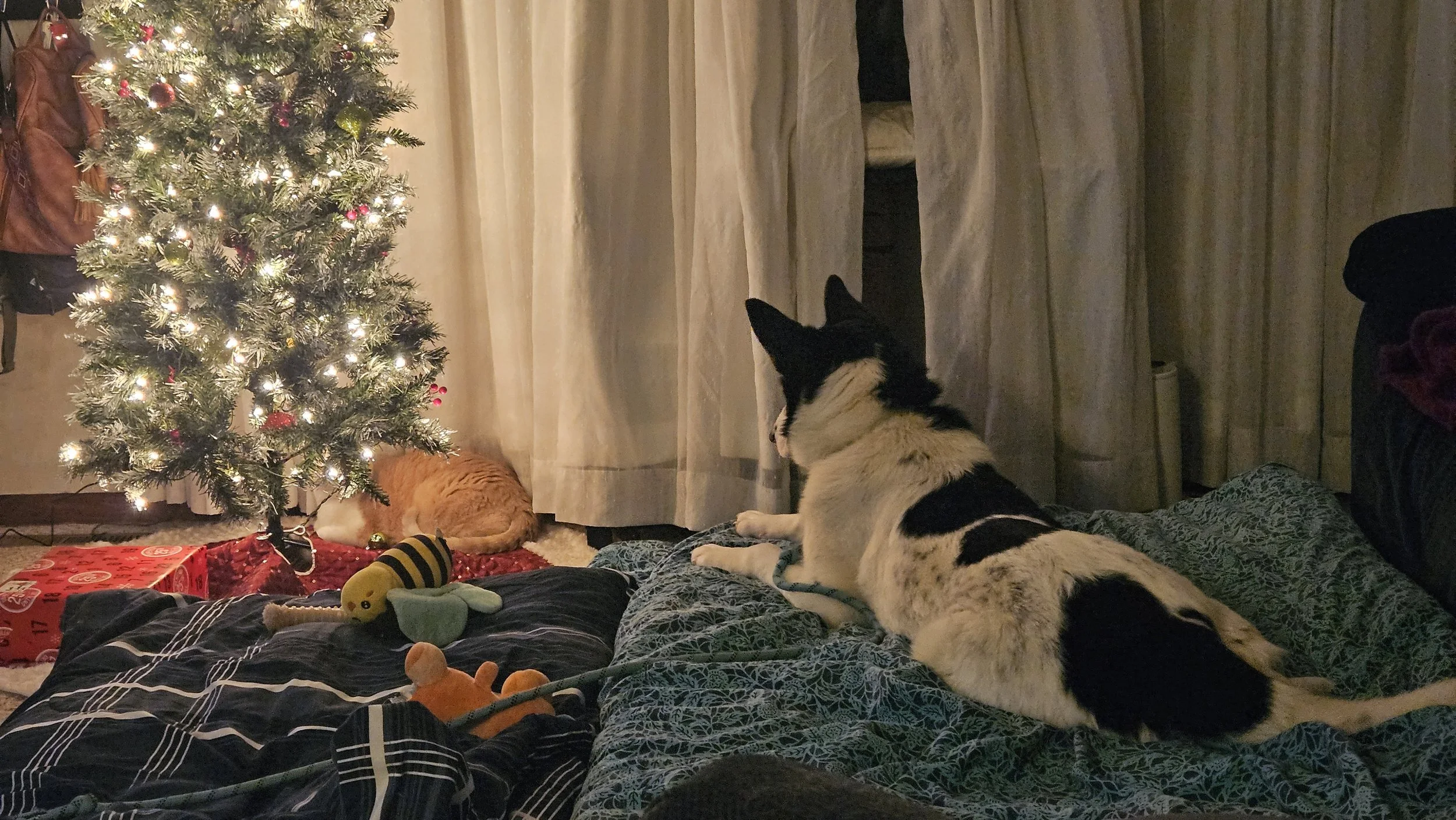 A decorated Christmas tree with lights and ornaments, a cat resting near the tree, a dog lying on its stomach, and various toys and a wrapped gift on a bed in a cozy room.