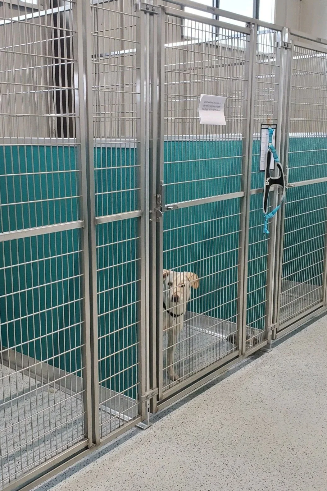 A dog inside a metal kennel with a teal-colored wall, a sign, and a leash hanging on the cage door.