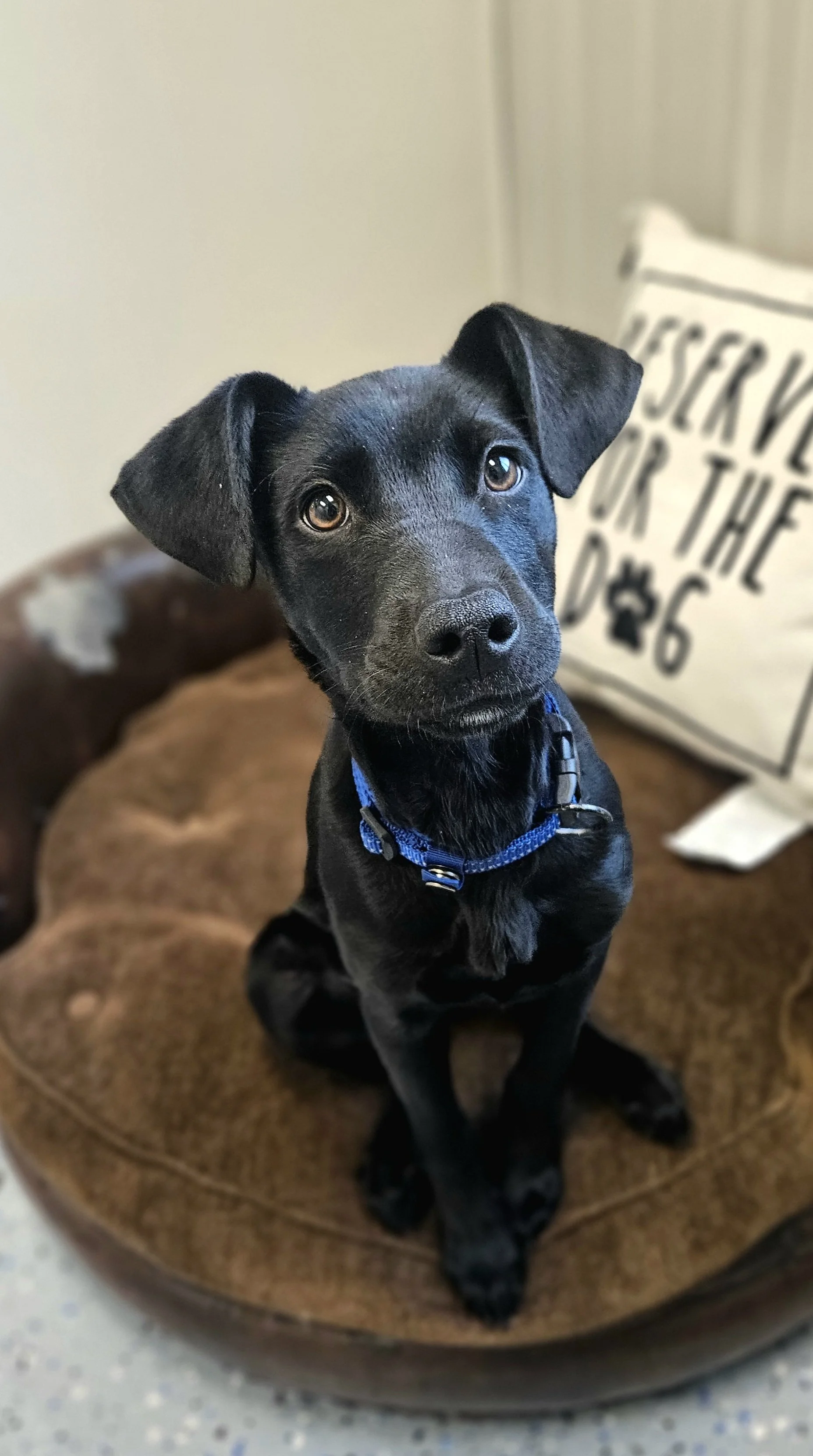 Black dog with a blue collar sitting on a round brown dog bed, looking at the camera.