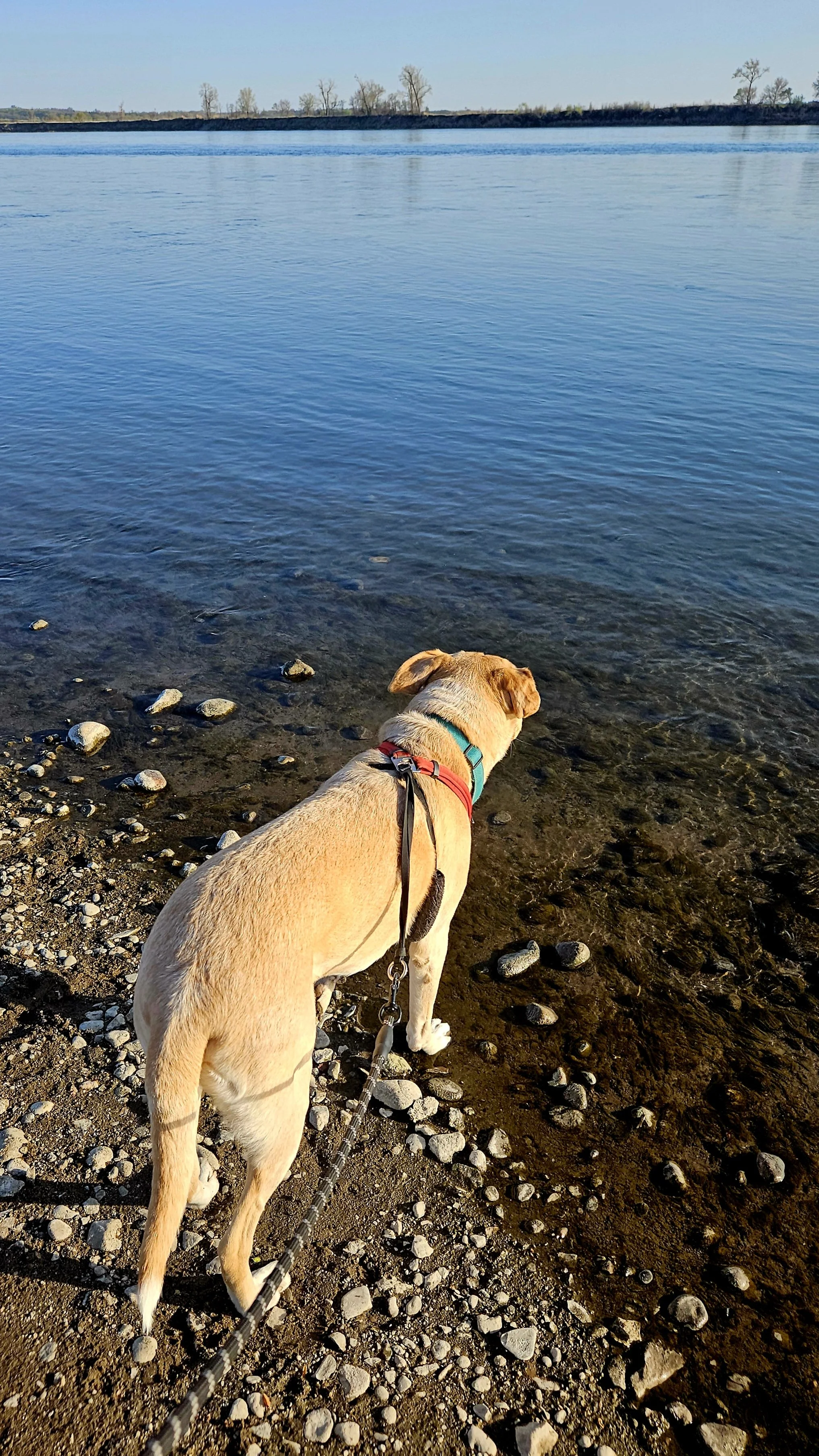 A yellow dog with a red and blue harness looking at a calm body of water with a rocky shoreline, trees on the horizon, and a clear sky.