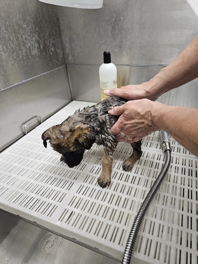 A small dog getting a bath in a stainless steel tub, with a person washing its fur and a bottle of shampoo or soap nearby.