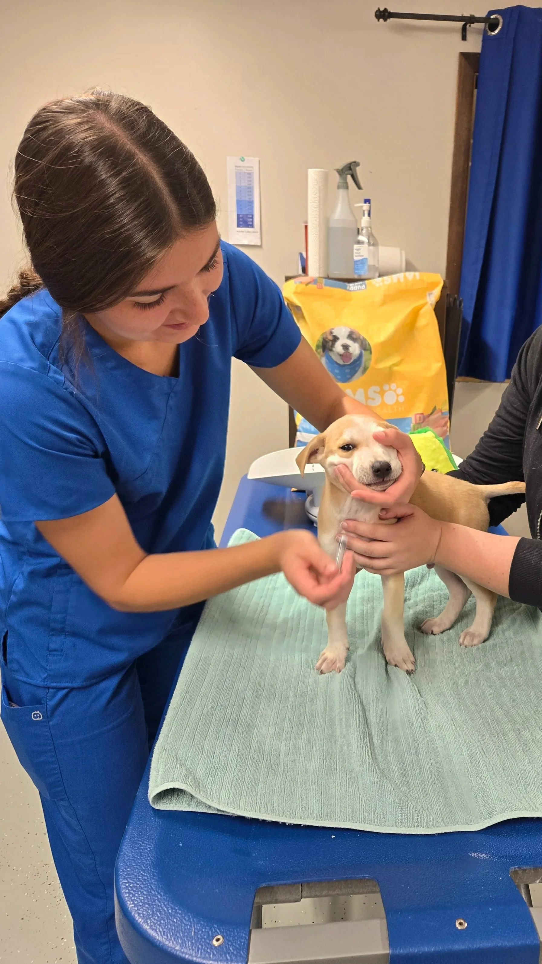 A veterinarian in blue scrubs is administering a vaccine to a young dog on a table. The dog is being held gently by a person, while the veterinarian prepares the injection. In the background, there are supplies, including a bag of dog food and cleaning spray.