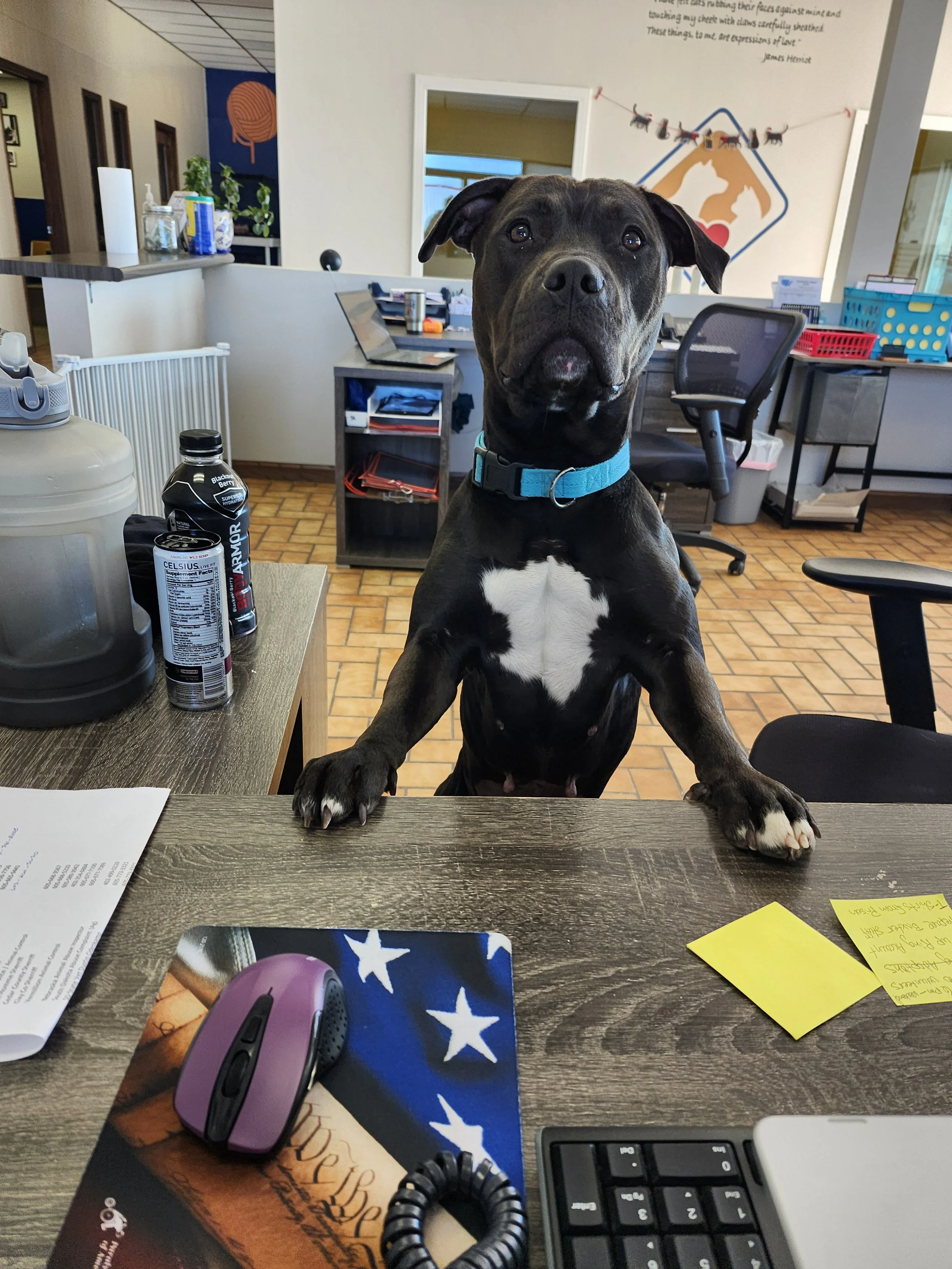 A black dog with a white chest and paws wearing a blue collar, standing with paws on a desk in an office setting.