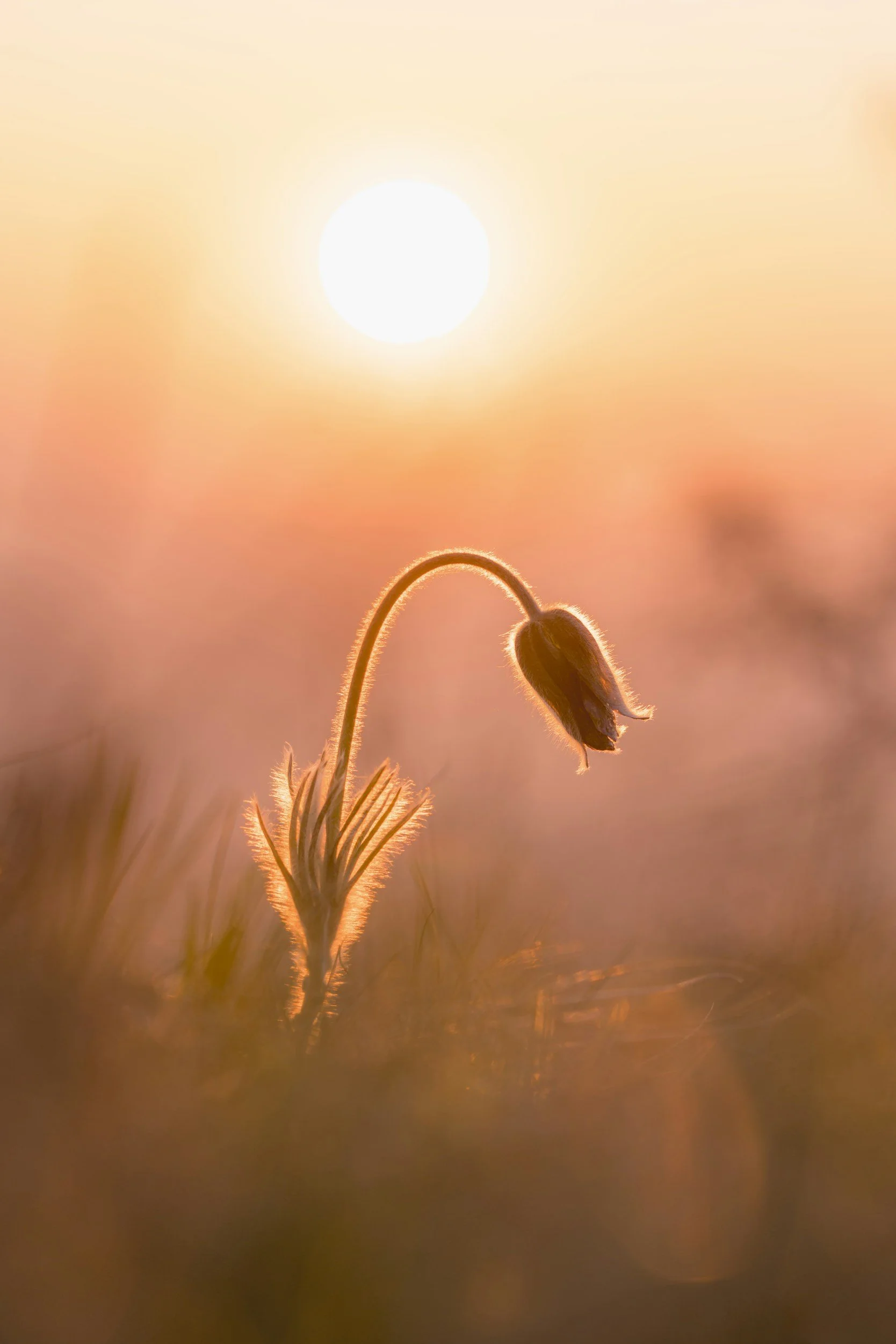 Close-up of a small flower bud with soft backlighting from the sun, creating a warm, glowing atmosphere with a blurry background.