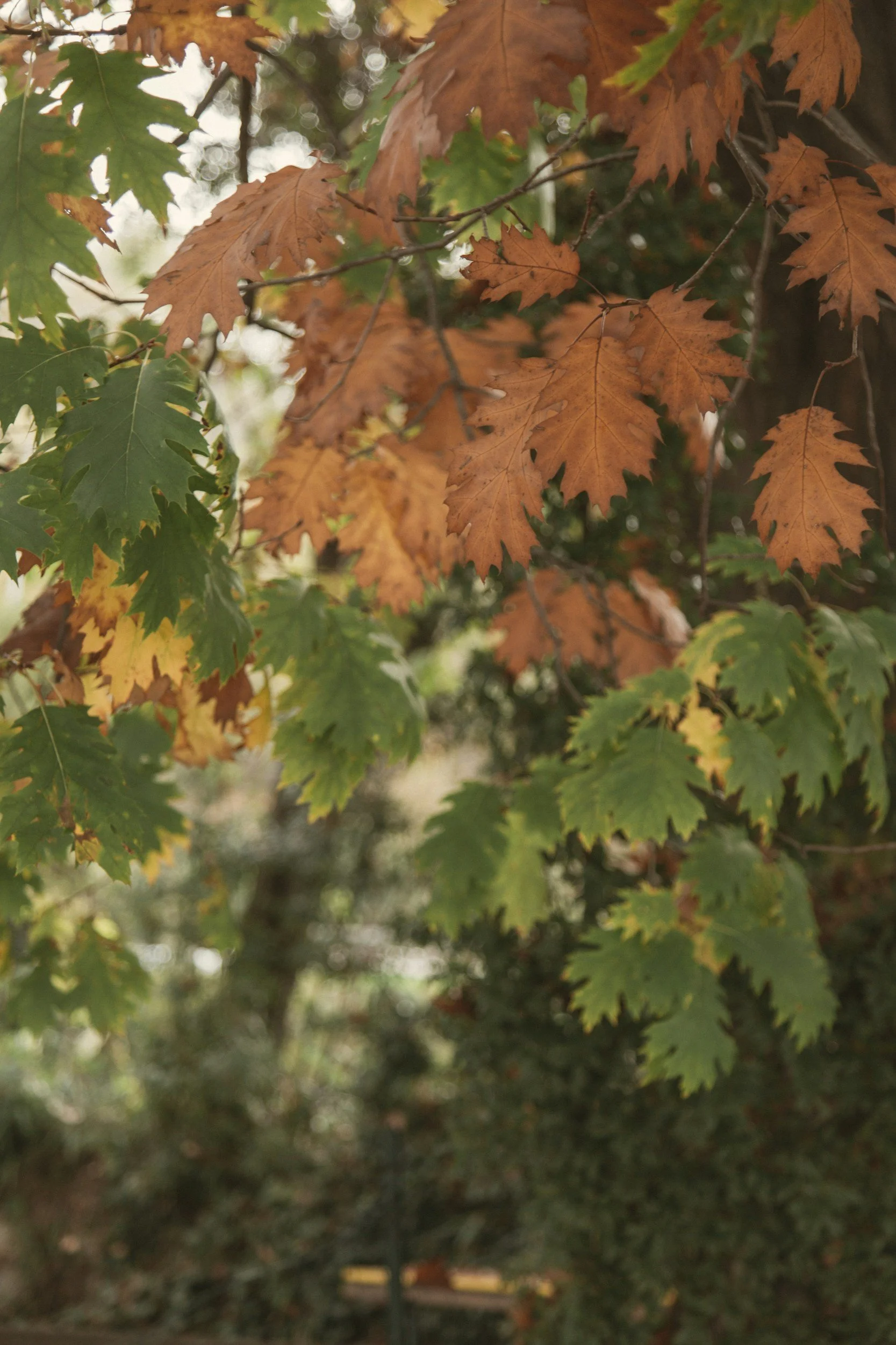Close-up of autumn leaves in various shades of green, yellow, and brown on a tree branch.