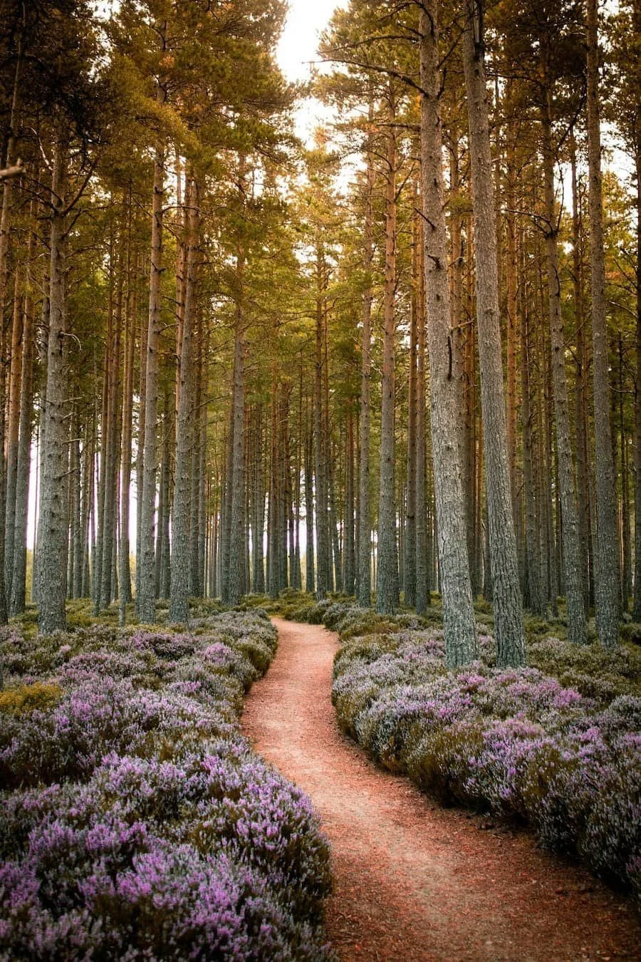 A dirt path winding through a forest with tall pine trees and blooming pink and purple flowers along the sides.