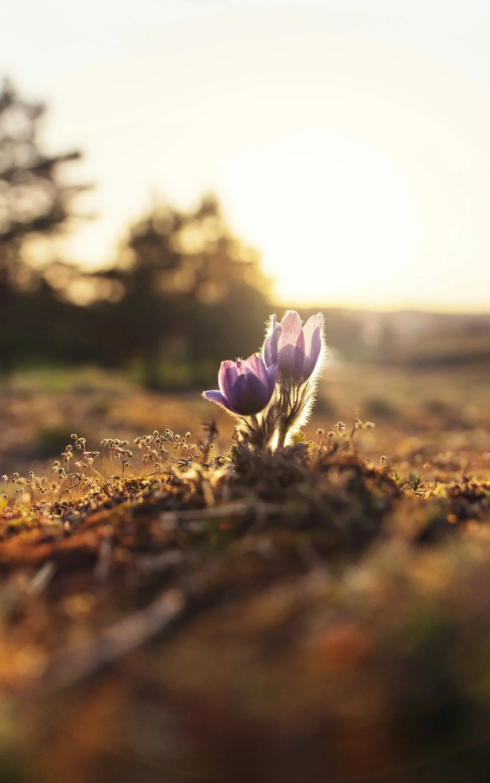 Close-up of a purple and white flower blooming in a field with blurred trees and sunset in the background.