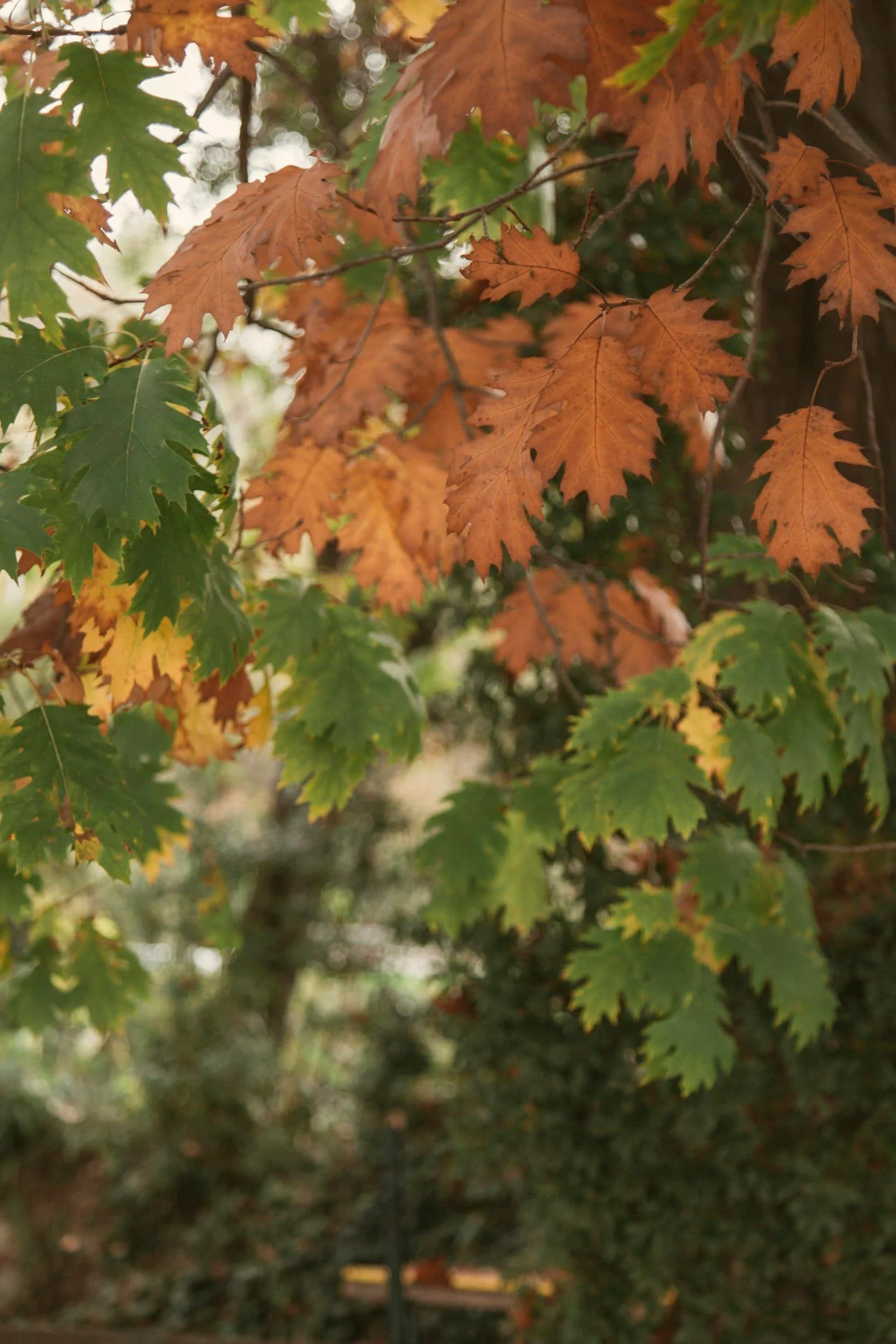 Close-up view of autumn leaves in shades of orange, green, and yellow on a tree branch.