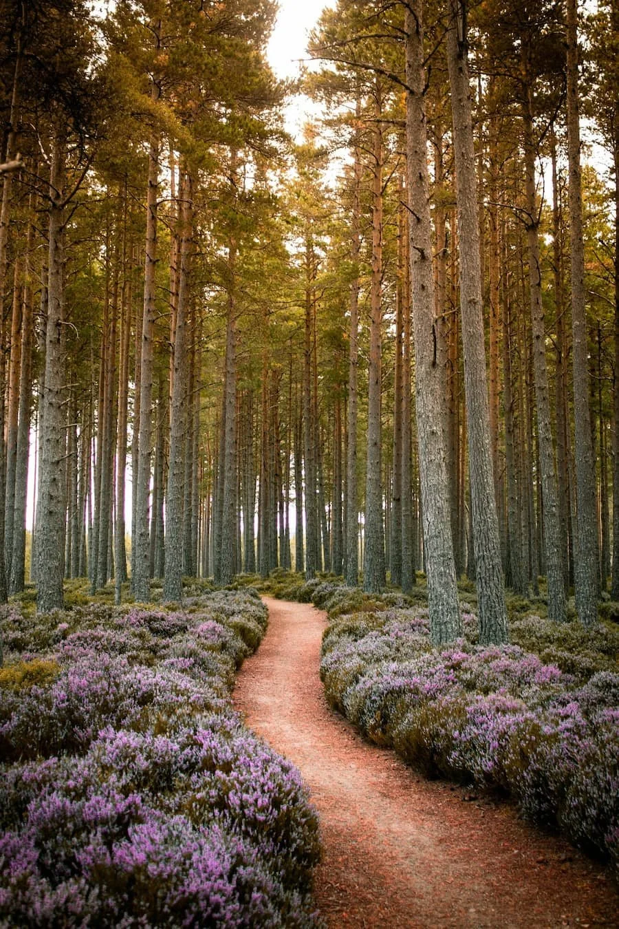 A dirt path winds through a forest with tall pine trees and pinkish-purple flowering bushes on either side.