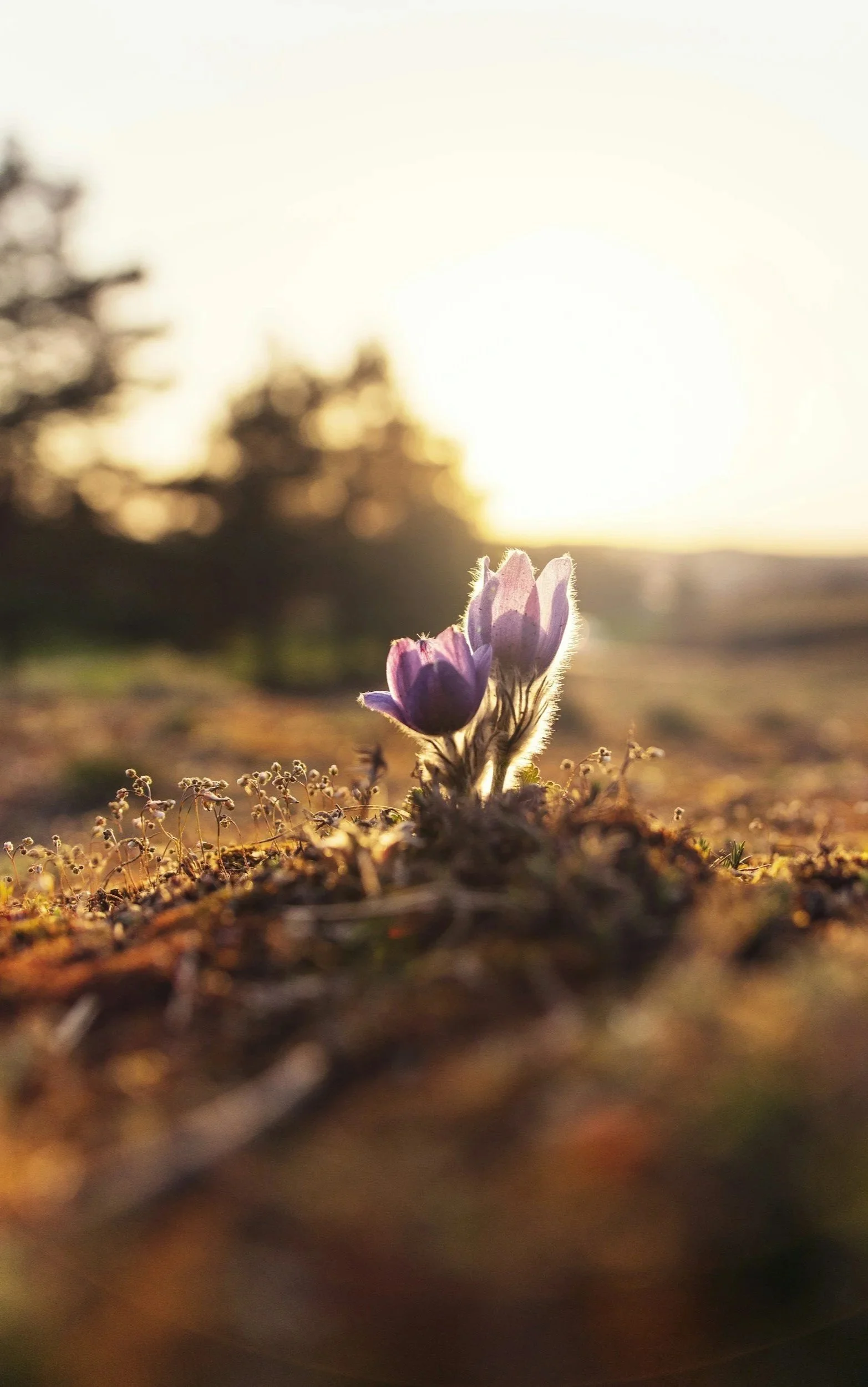 Close-up of purple wildflower growing through dirt with blurred trees and setting sun in the background.