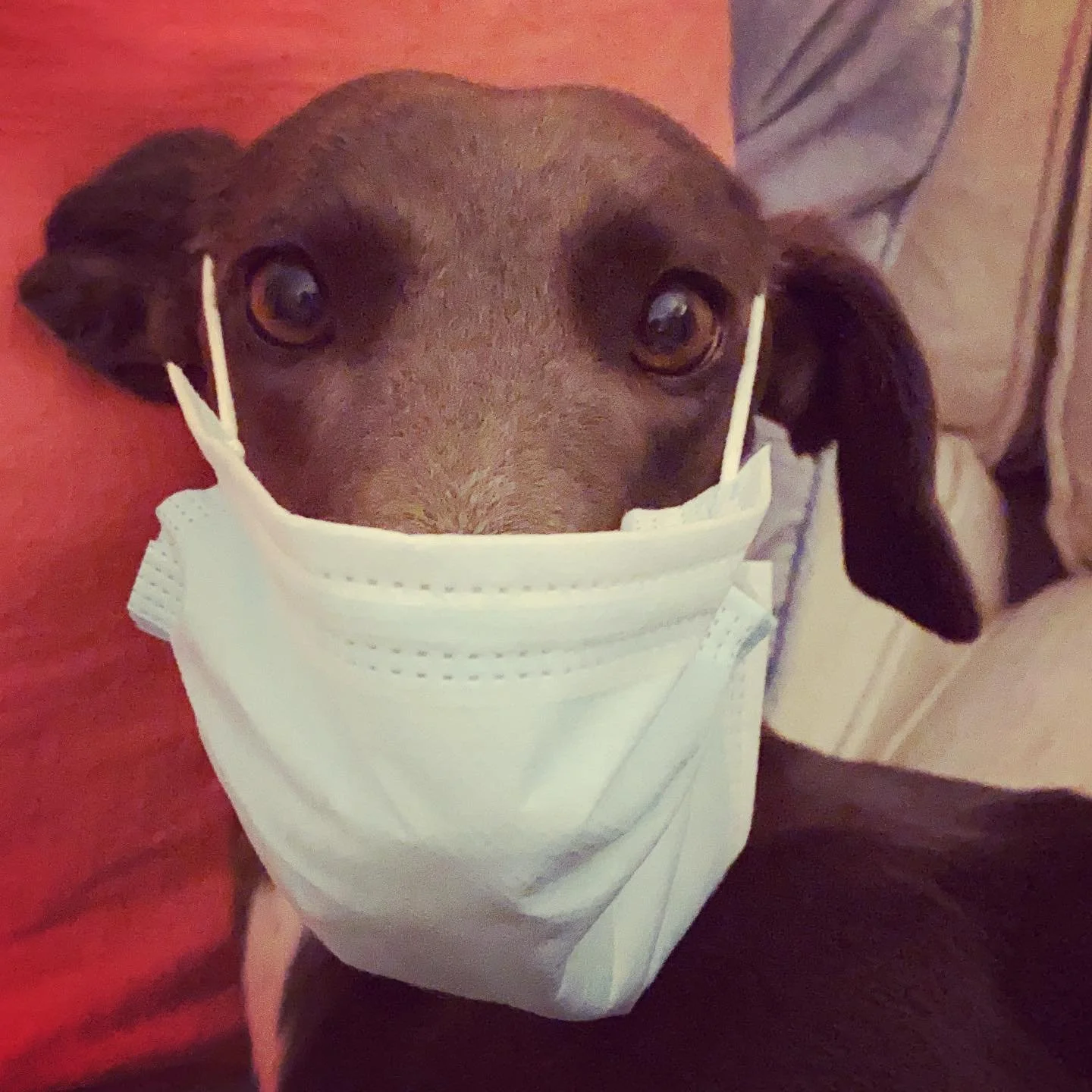 WE ARE BACK! 
Back in &lsquo;human&rsquo; clinic as well as treating horses.  Following recommended safety procedures to keep everyone safe.
Give us a call to book in 😁