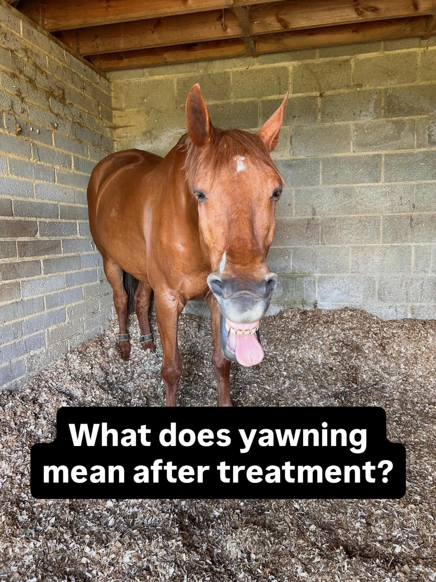 That big yawn after treatment? It&rsquo;s not boredom. 🐴

It&rsquo;s one of my favourite things to see at the end of a session &mdash; and here&rsquo;s why it matters&hellip;

When we work on the nervous system through chiropractic, we&rsquo;re not 