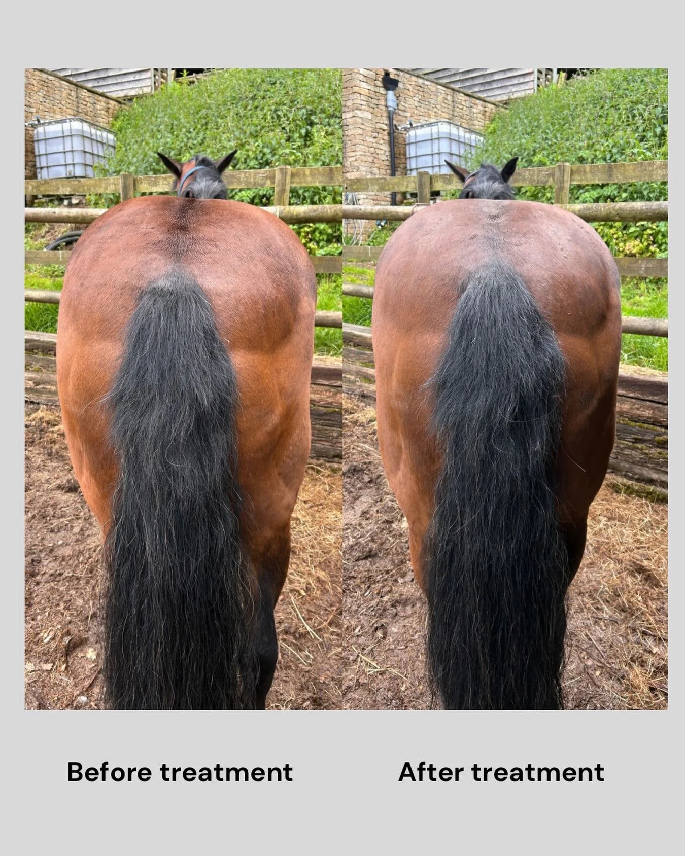&ldquo;Before and after &mdash; same horse, same yard, one chiropractic treatment apart.

The uneven gluteal development on the left isn&rsquo;t just a muscle problem. It starts with the pelvis: when joints are restricted, nerve signals are disrupted