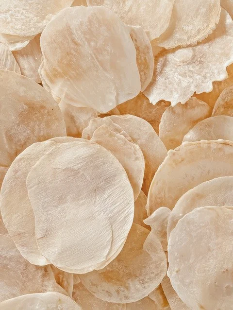 Close-up of dried, white or beige, round and irregularly shaped seashells.