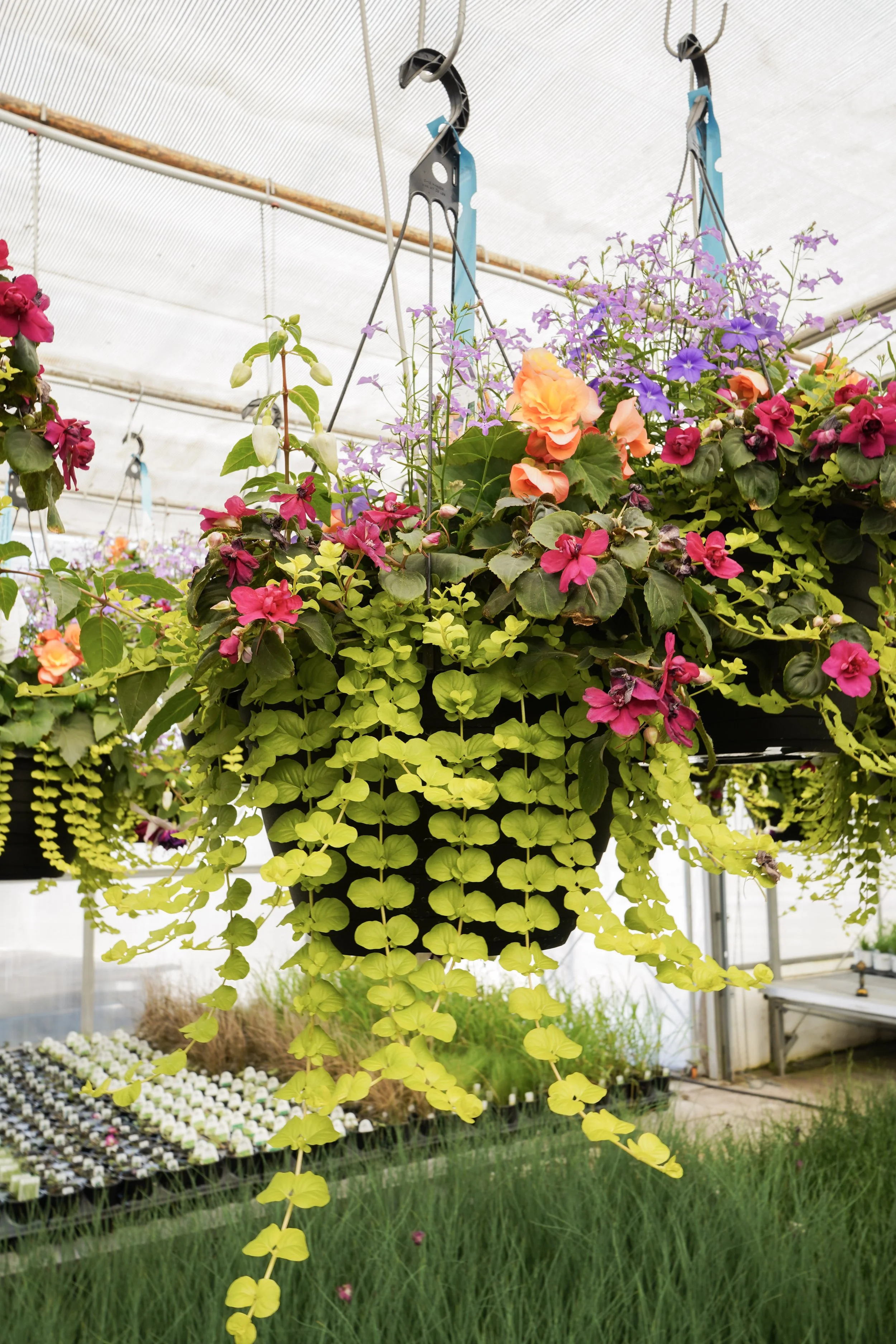Hanging basket with cascading trailing plants and flowers inside greenhouse