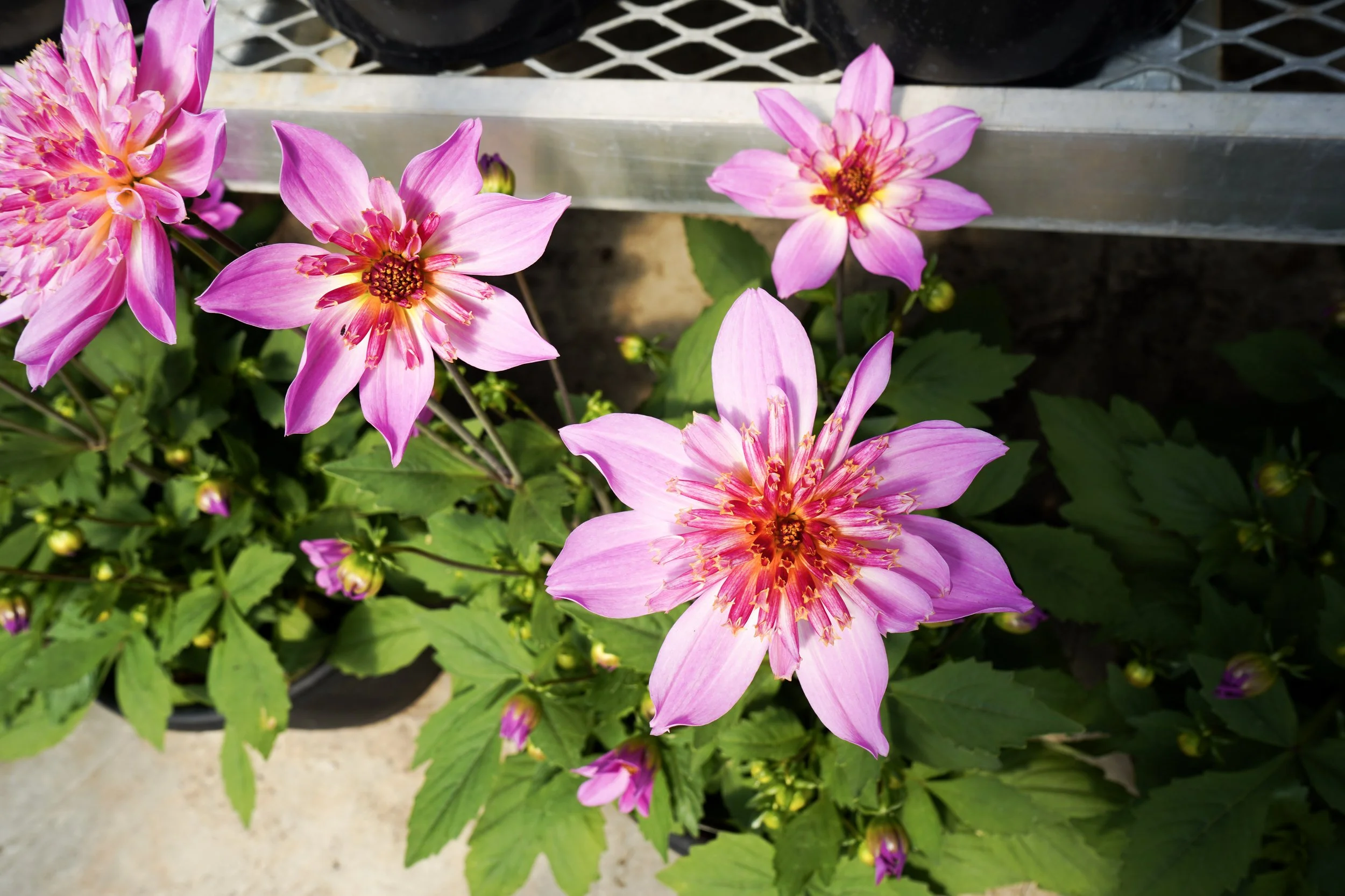 Close-up of pink flowers with green leaves and a concrete surface in the background.