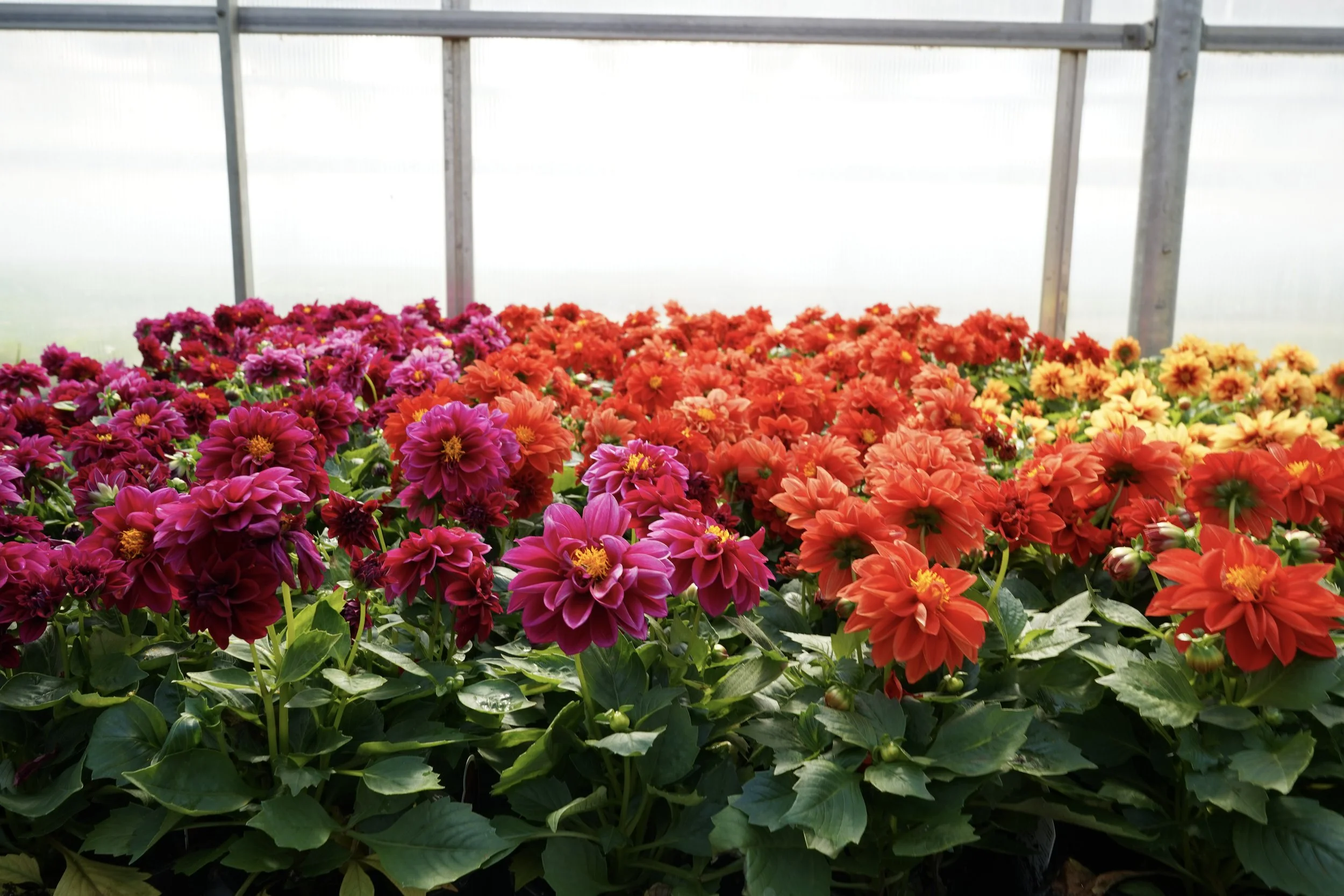 Bright dahlia perennial flowers in bloom inside South Cooking Lake greenhouse