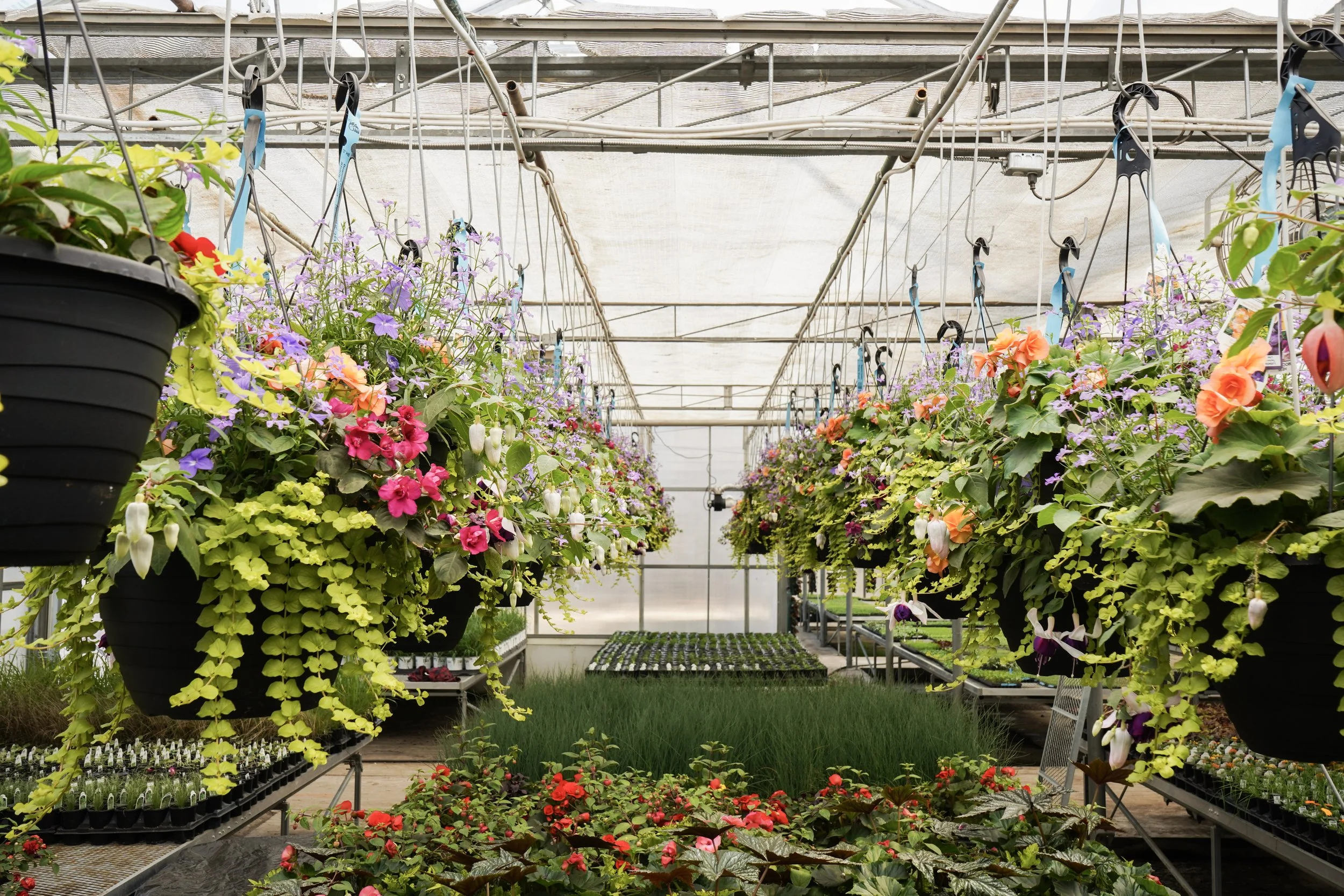 A greenhouse filled with hanging flower pots containing colorful flowers, including purple, white, orange, and pink blooms, with a pathway and green grass visible in the background.