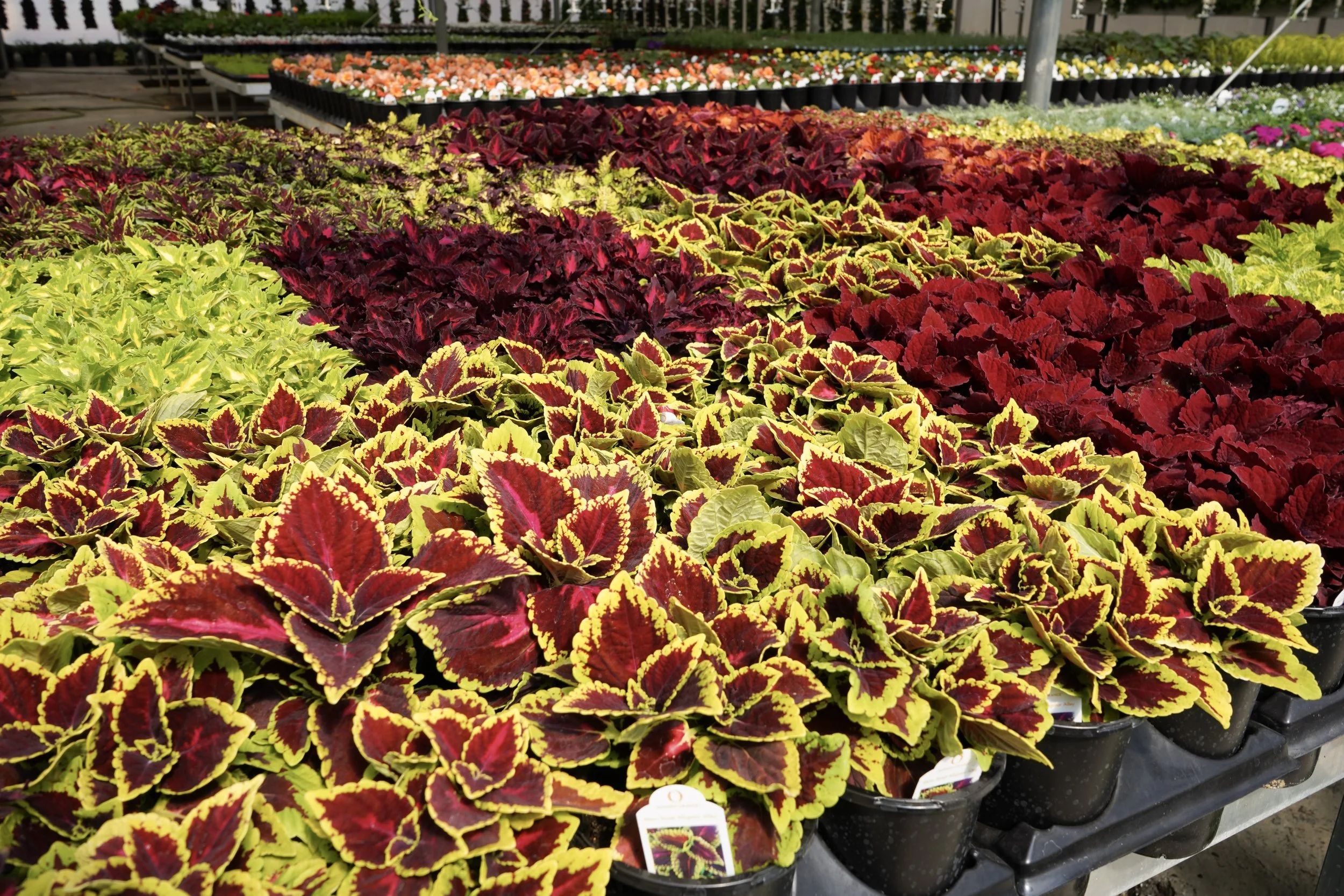 Vibrant coleus annual plants with colorful foliage inside South Cooking Lake greenhouse