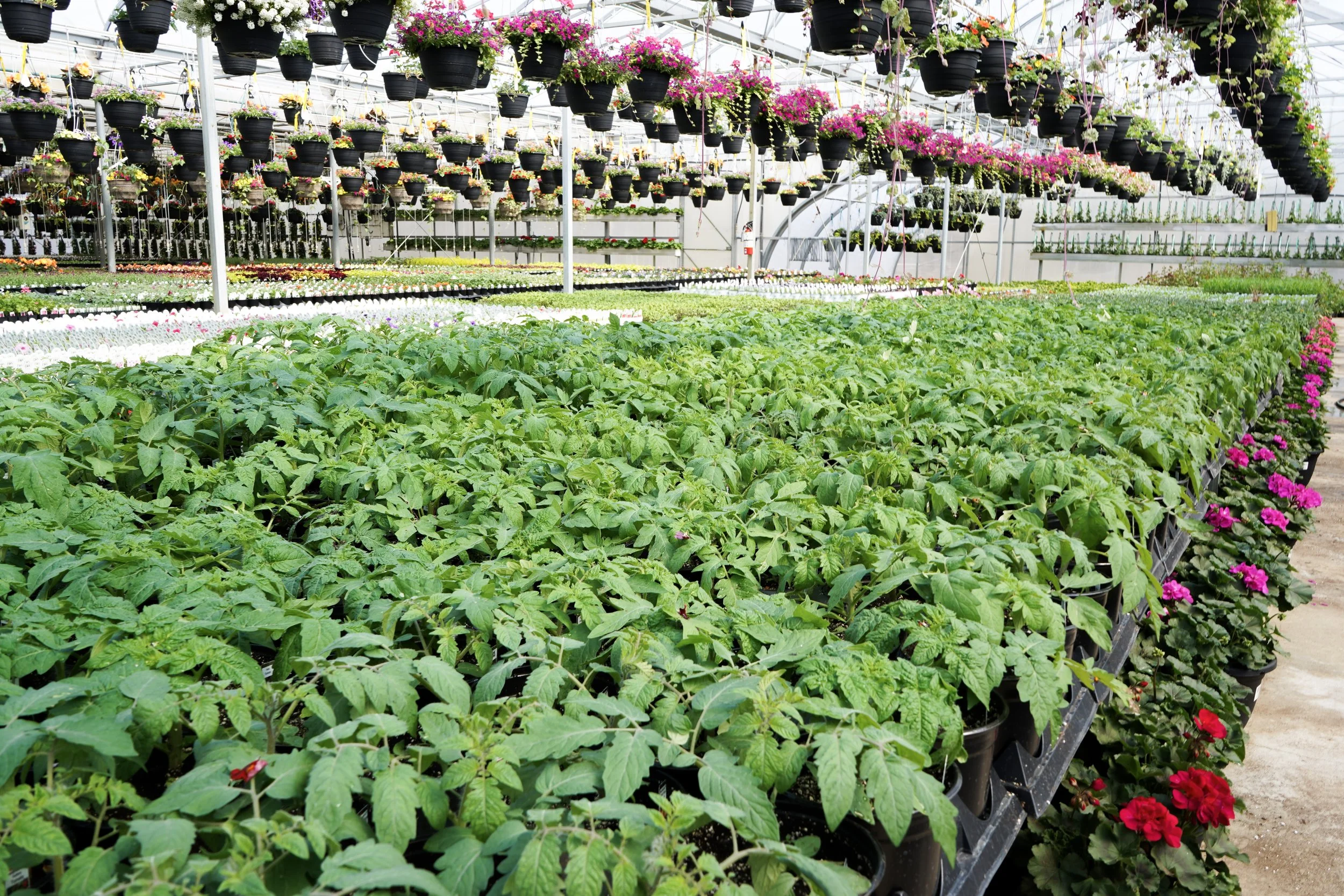 Inside a greenhouse with rows of potted flowering plants and hanging baskets filled with colorful blossoms.