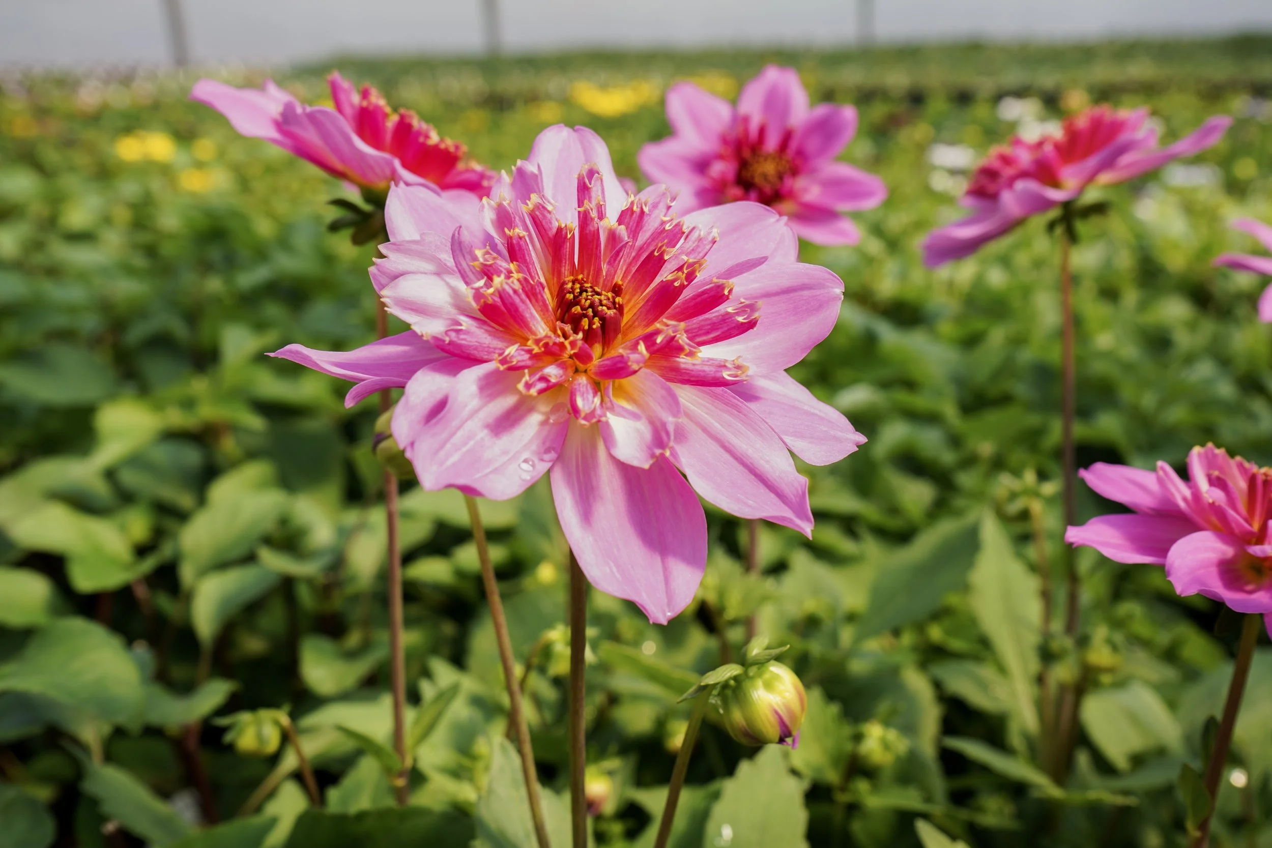 Pink dahlia flowers in bloom grown locally at South Cooking Lake greenhouse