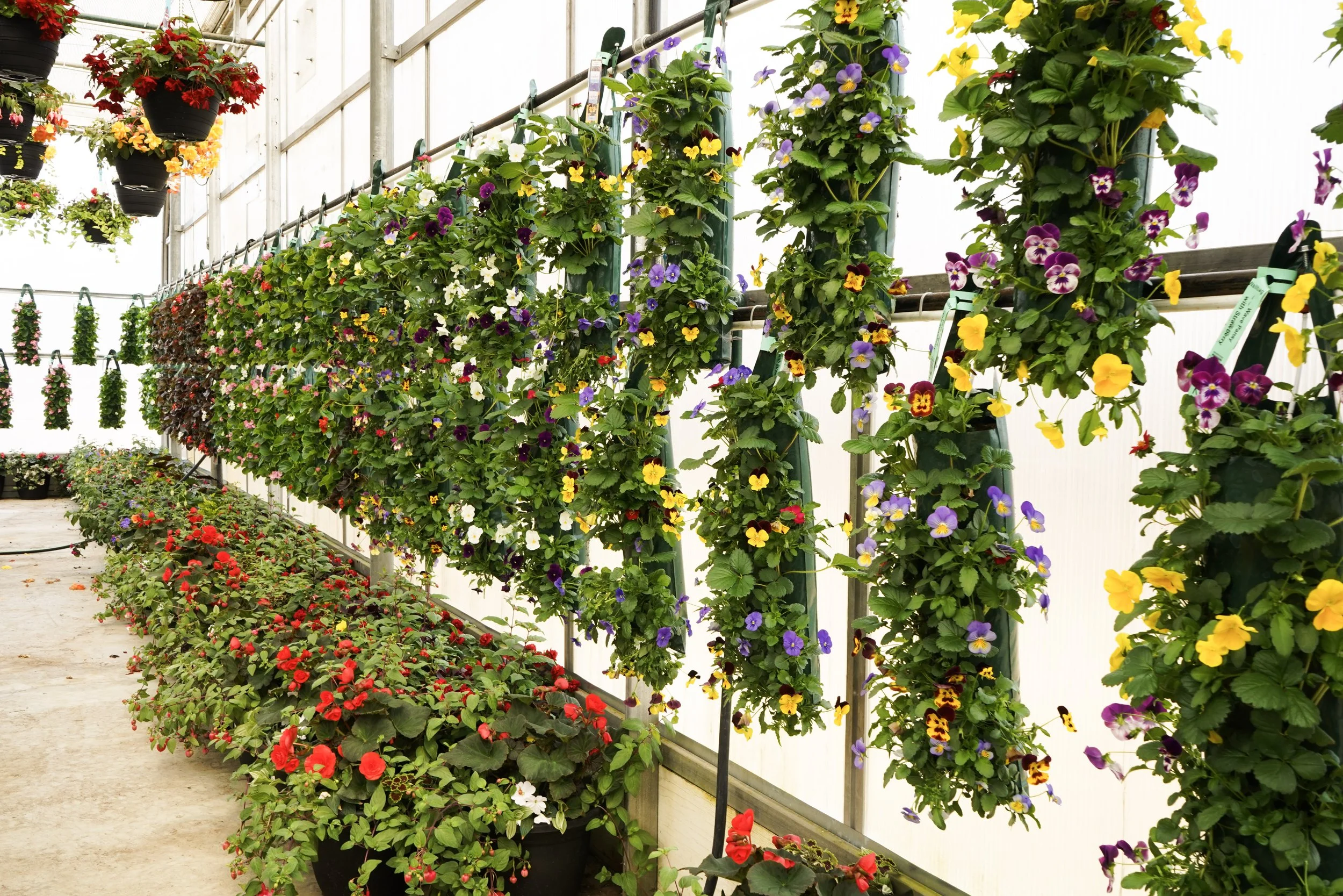Various colorful flowers hanging and planted in a greenhouse.