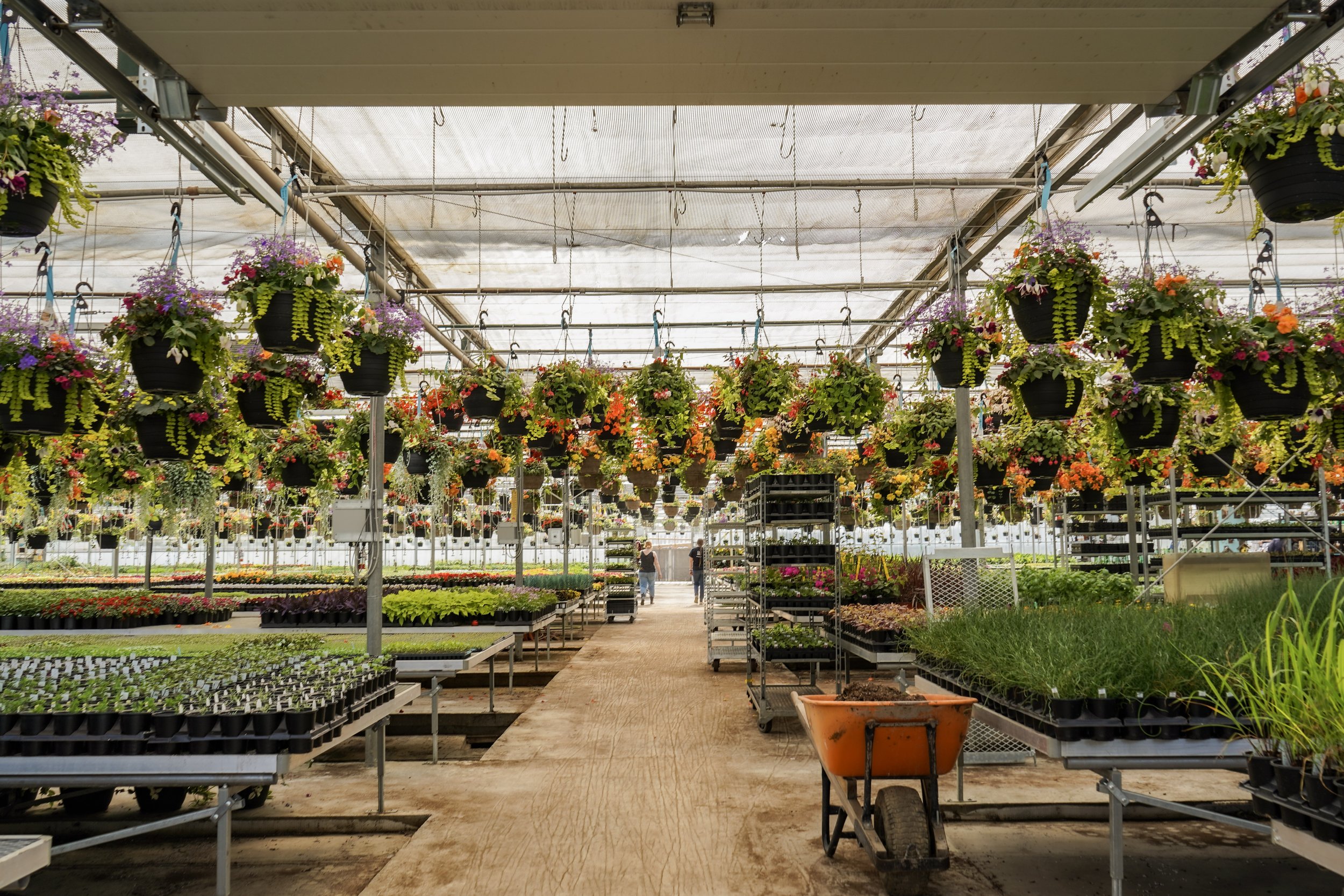 Inside a large greenhouse with hanging flower baskets and trays of young plants on metal tables. The structure has a transparent roof allowing natural light in, and there are two people in the distance walking down a central aisle.