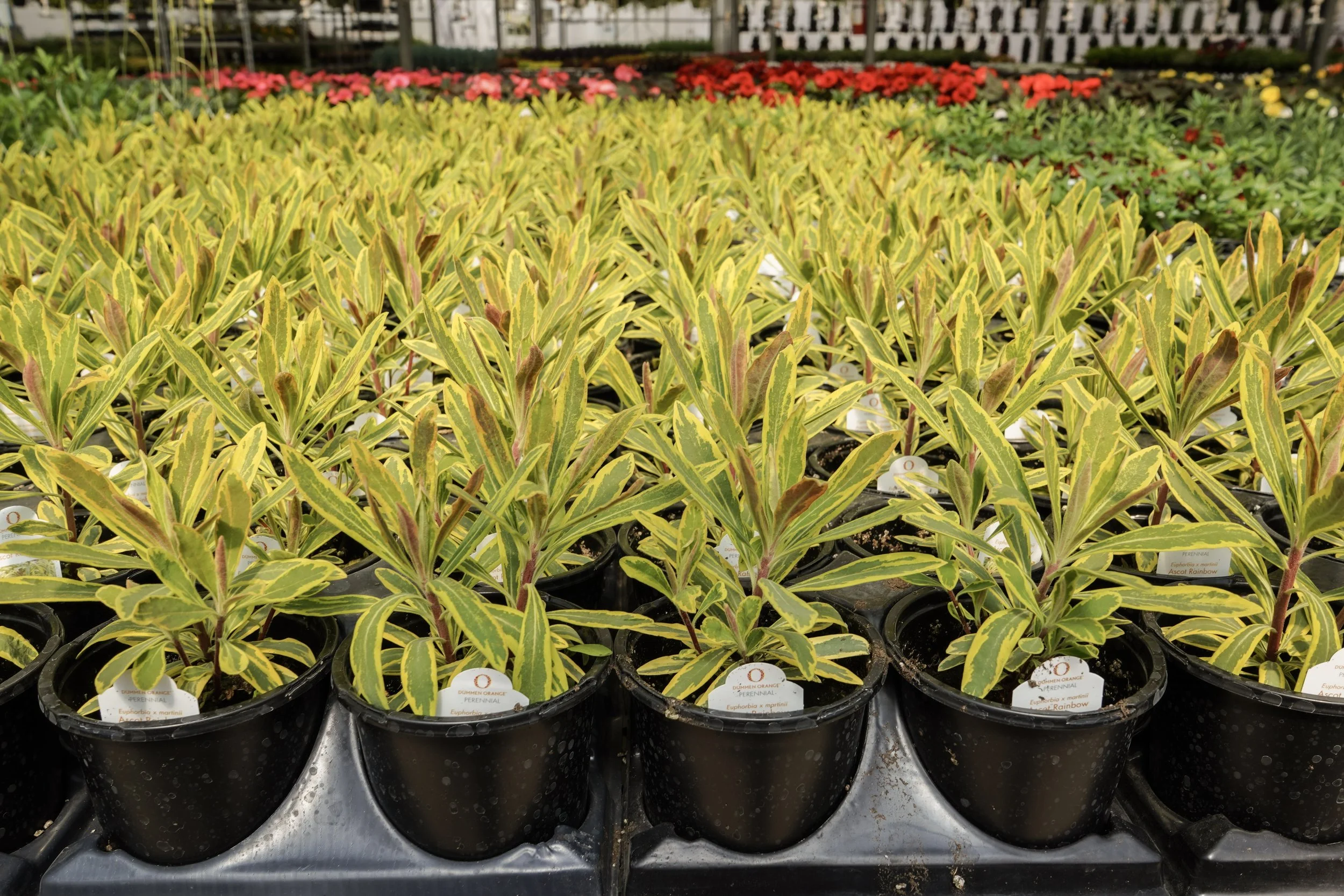 Rows of small potted plants with variegated green and yellow leaves in a greenhouse or garden center.