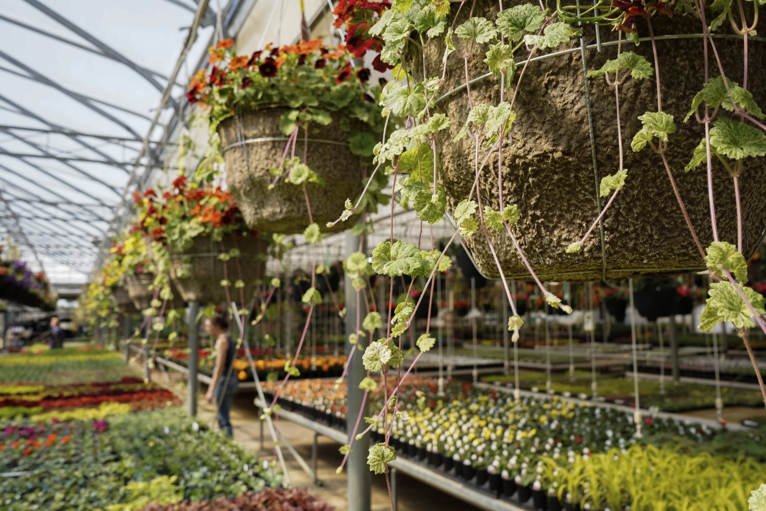 Hanging baskets with trailing Dappled Light plants inside South Cooking Lake greenhouse