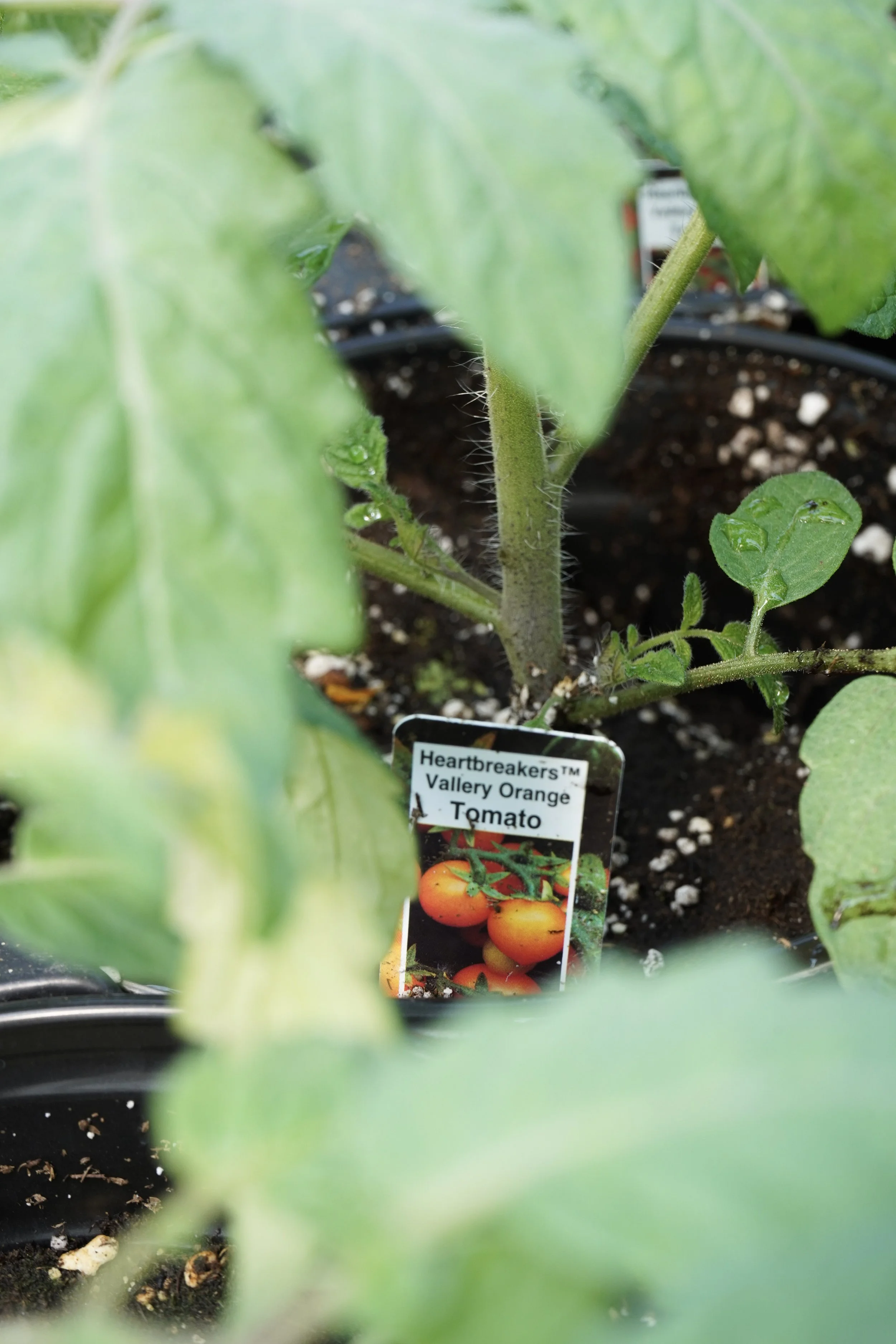 Young valley orange tomato plants growing in pots inside South Cooking Lake greenhouse