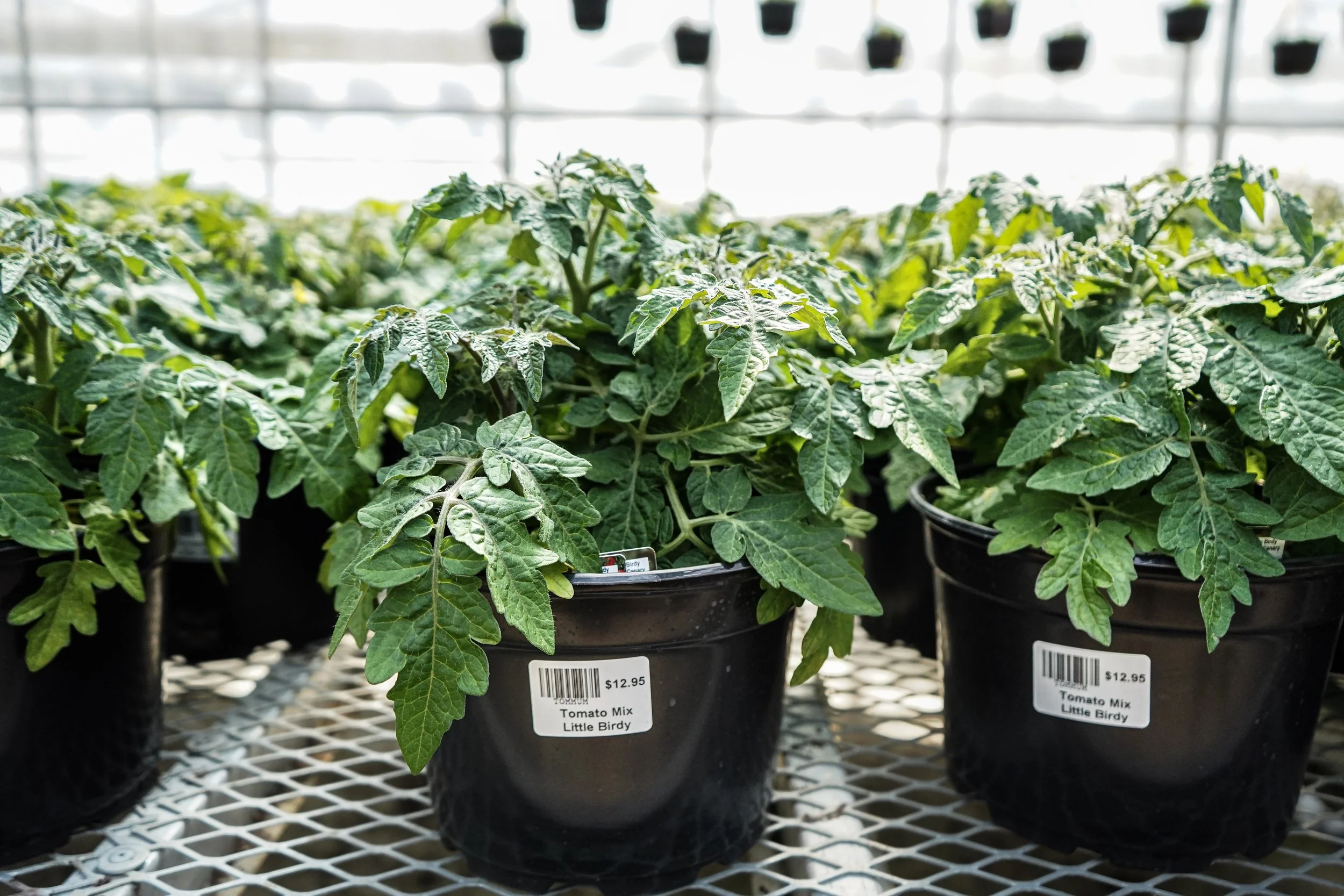 Little Birdy tomato plants grown locally at South Cooking Lake greenhouse near Sherwood Park Alberta