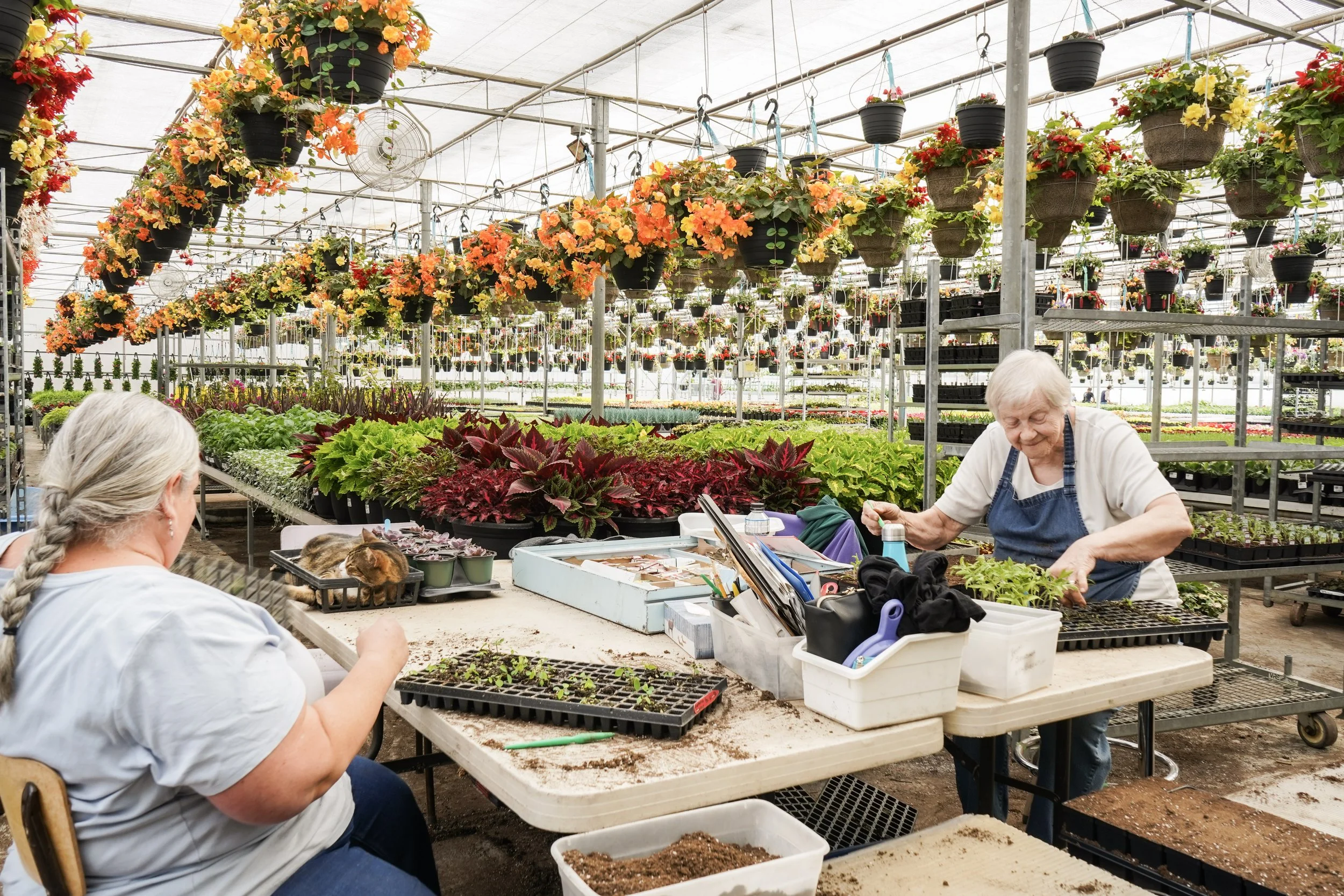 Two women are working at a gardening table in a greenhouse, surrounded by flourishing flowers in hanging pots and plants in trays. They are engaged in gardening activities, with one woman handling soil and the other working on small plants. The greenhouse is bright and filled with colorful flowers and lush greenery.