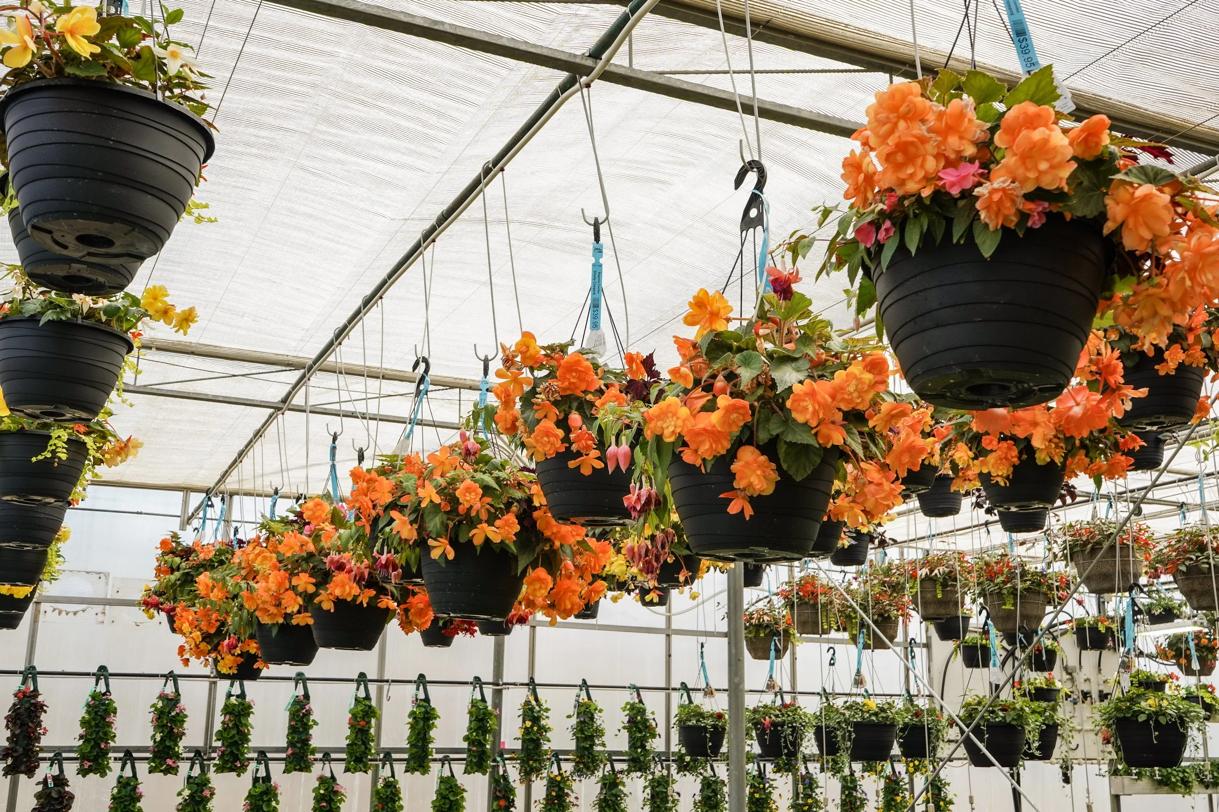 Hanging baskets filled with bright orange tuberous begonias inside South Cooking Lake greenhouse
