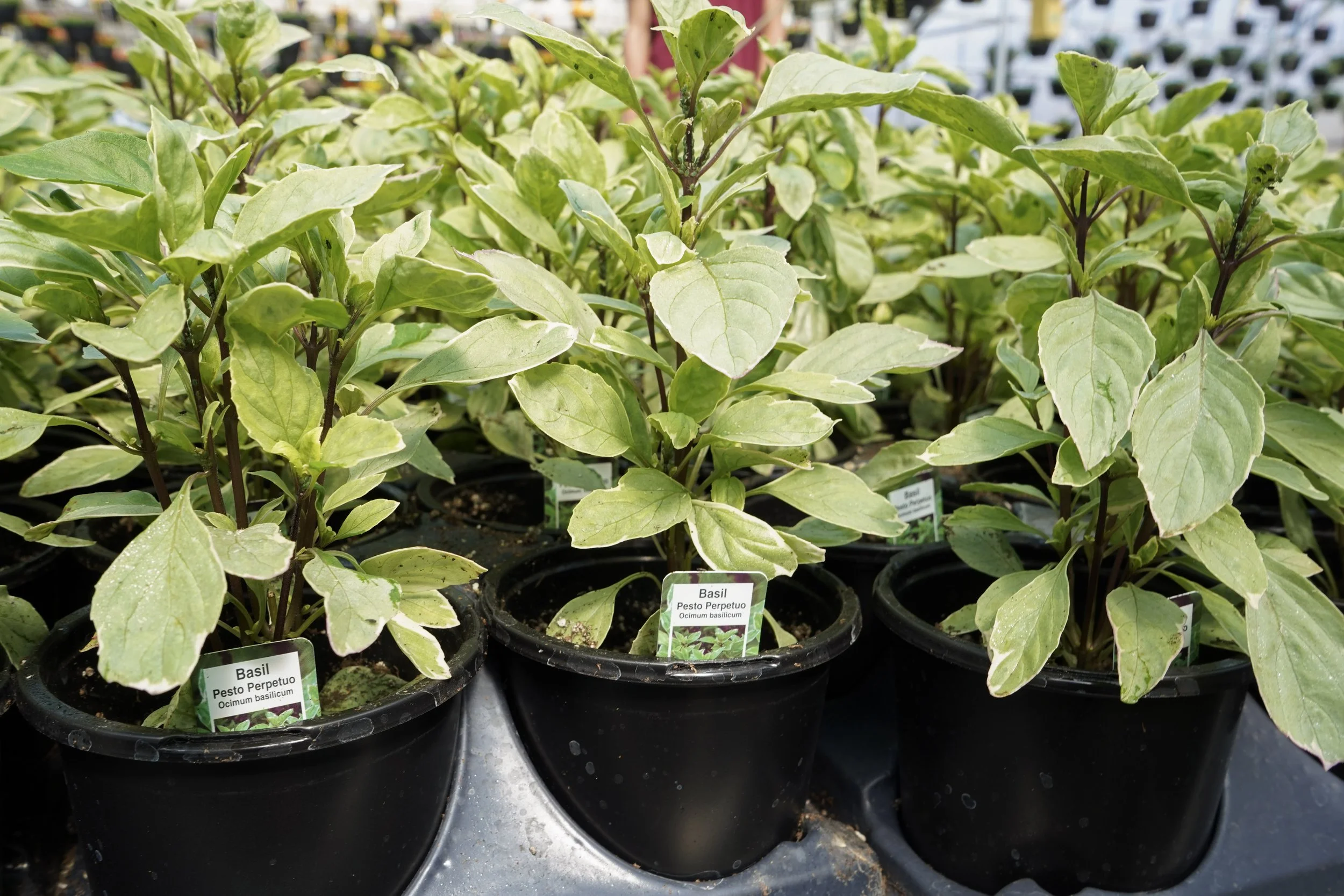 Pesto basil plants grown locally at South Cooking Lake greenhouse near Sherwood Park Alberta