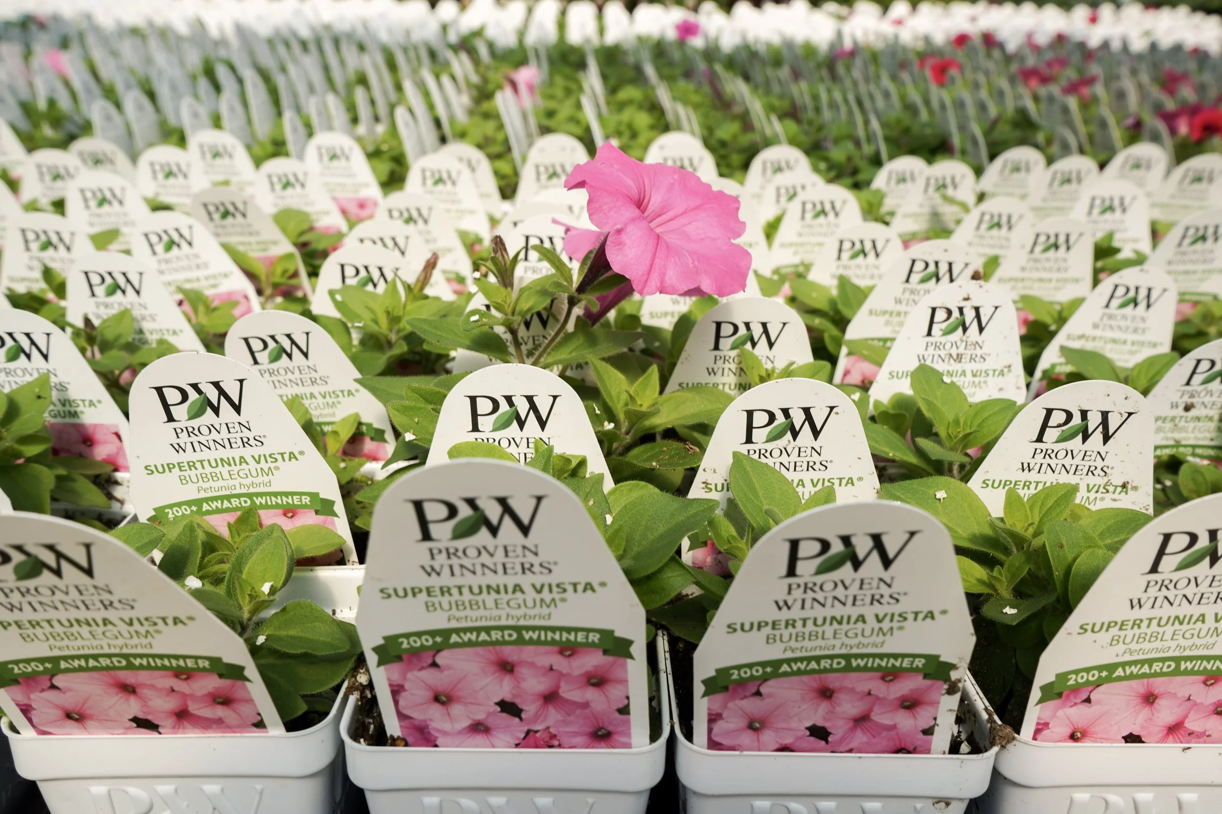 Proven Winners Supertunia annual flowers growing in trays at South Cooking Lake greenhouse