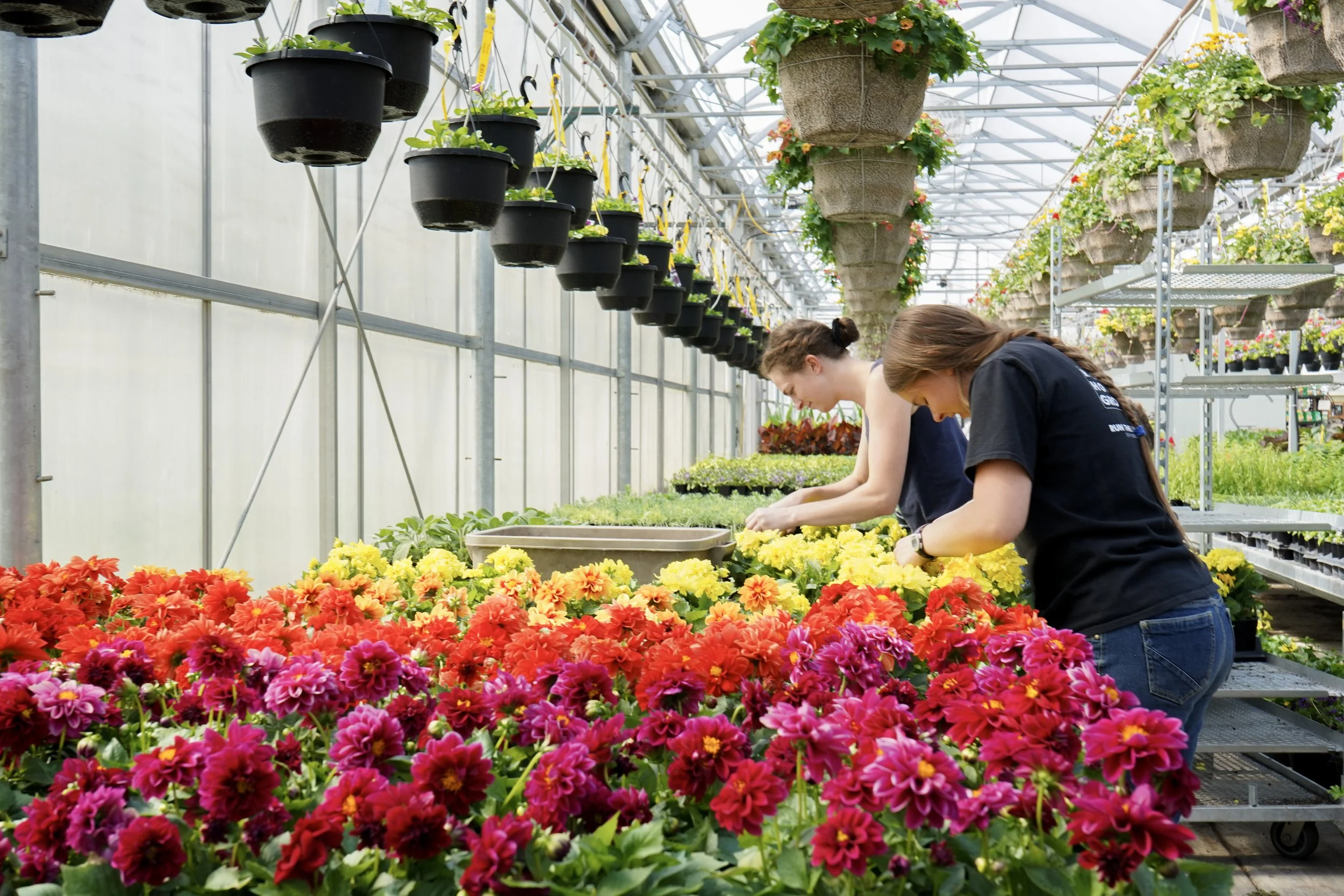 Staff tending to colorful annual flowers inside South Cooking Lake greenhouse
