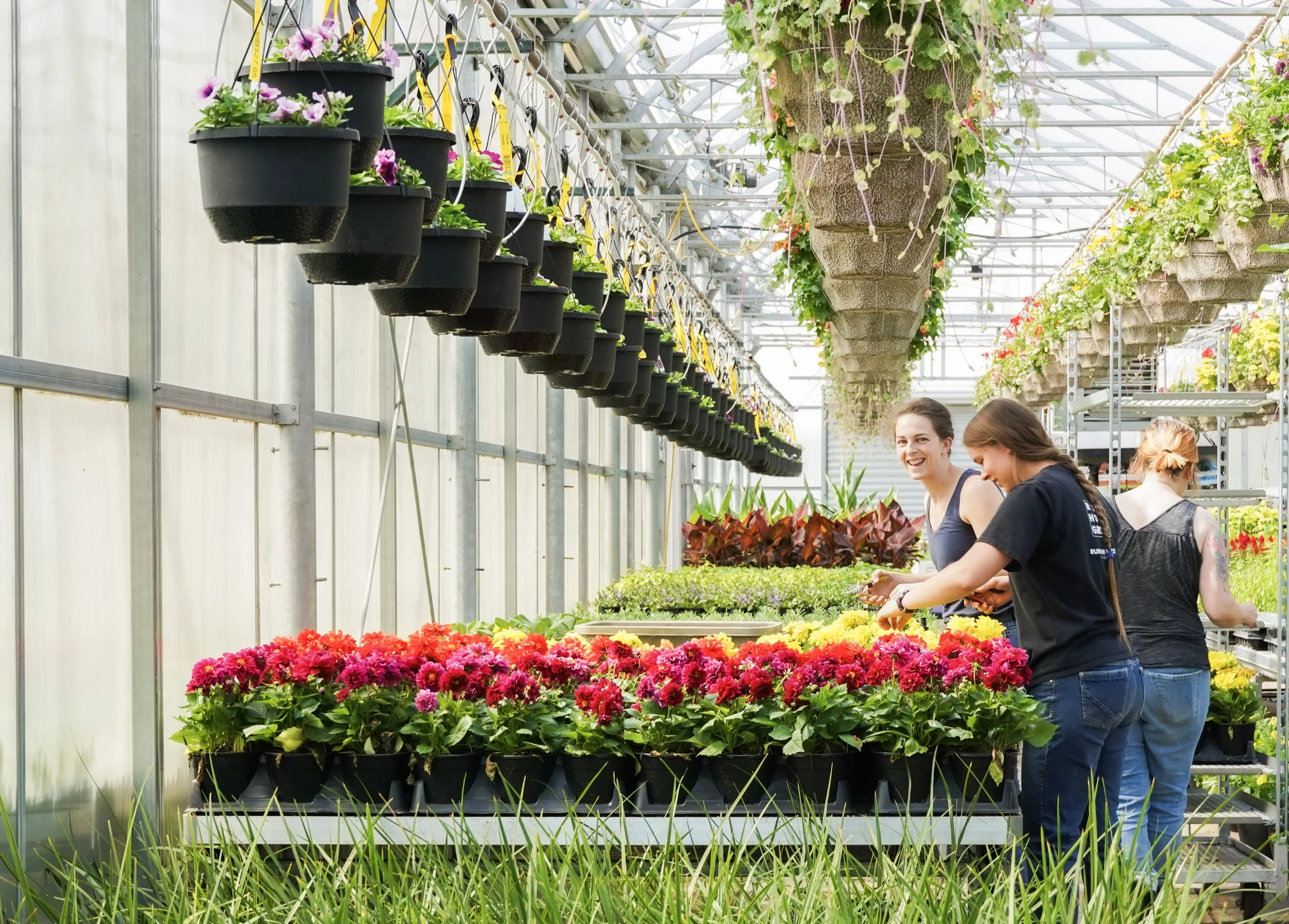 People shopping for colorful flowers inside a greenhouse with hanging flower pots and green plants.